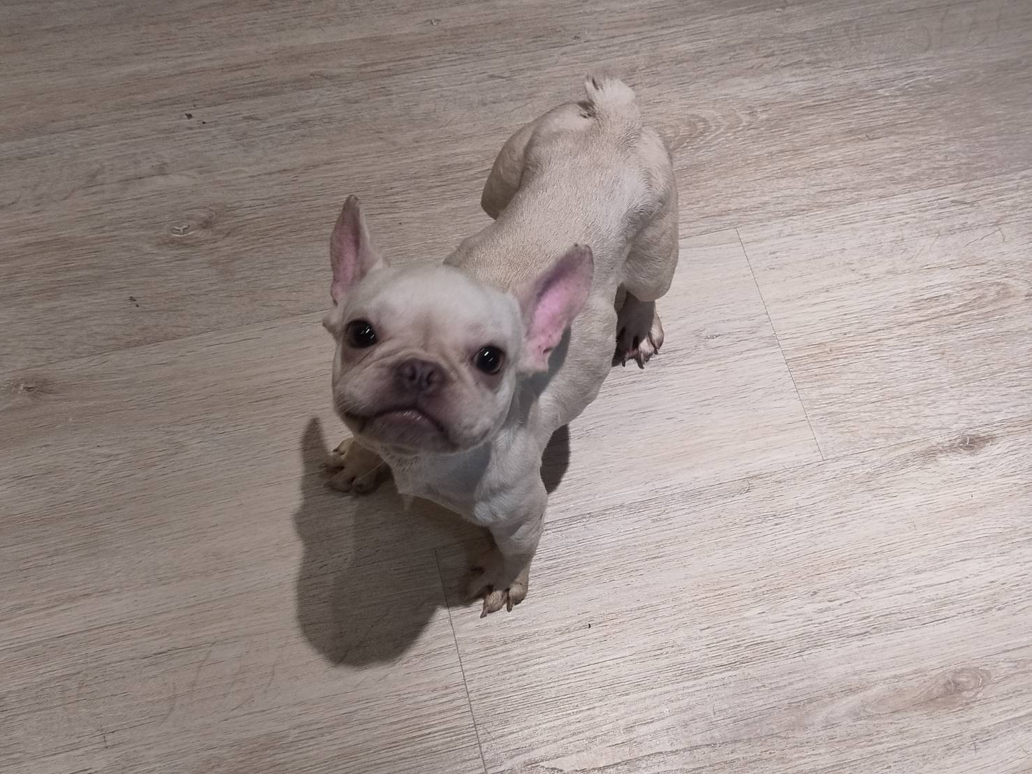 桃市查獲非法私繁案沒入63犬隻 動保處8/15起陸續開放抽籤認養  圖片集錦，共 13 張