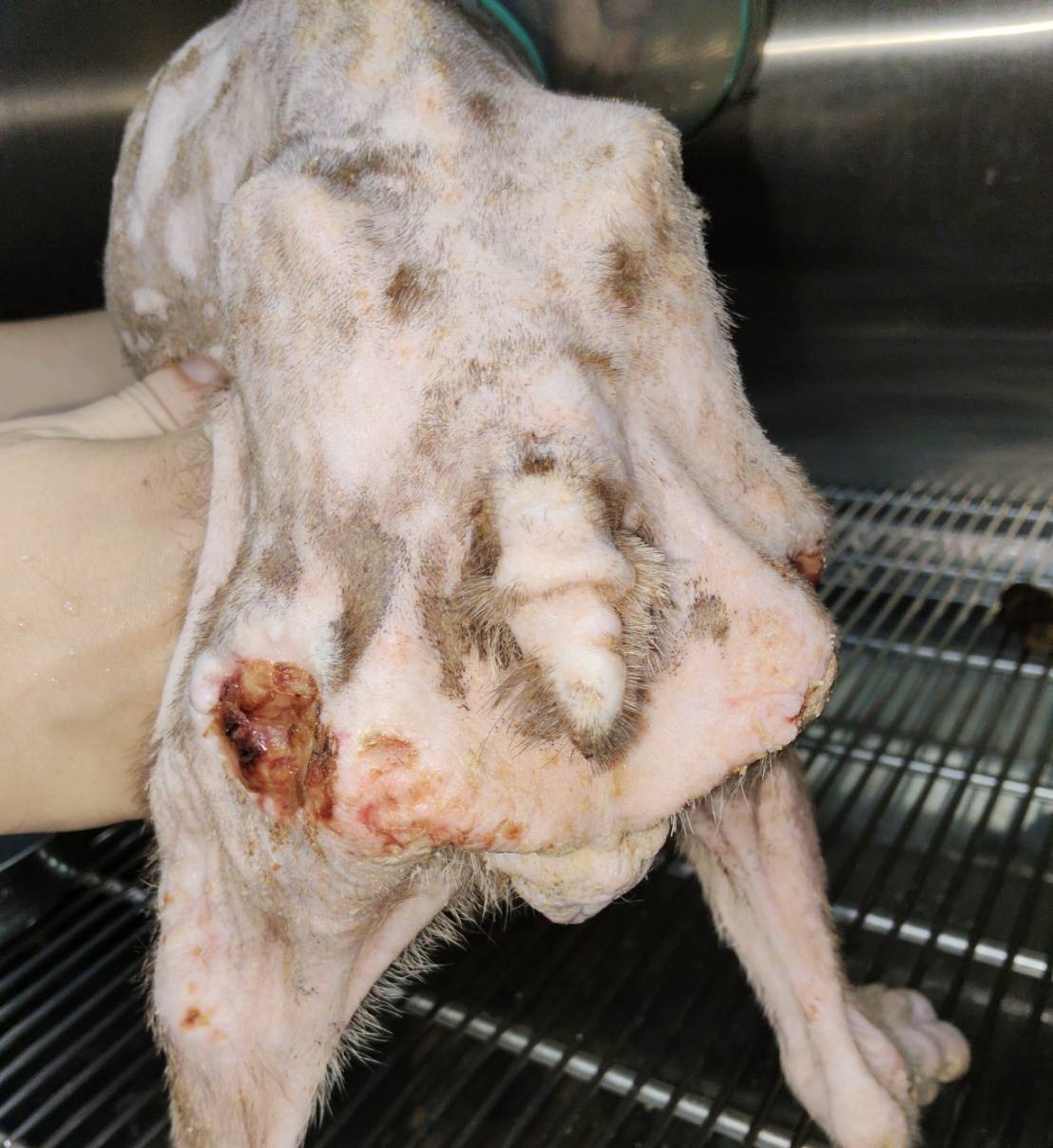 桃市查獲非法私繁案沒入63犬隻 動保處8/15起陸續開放抽籤認養 圖片集錦，共 13 張