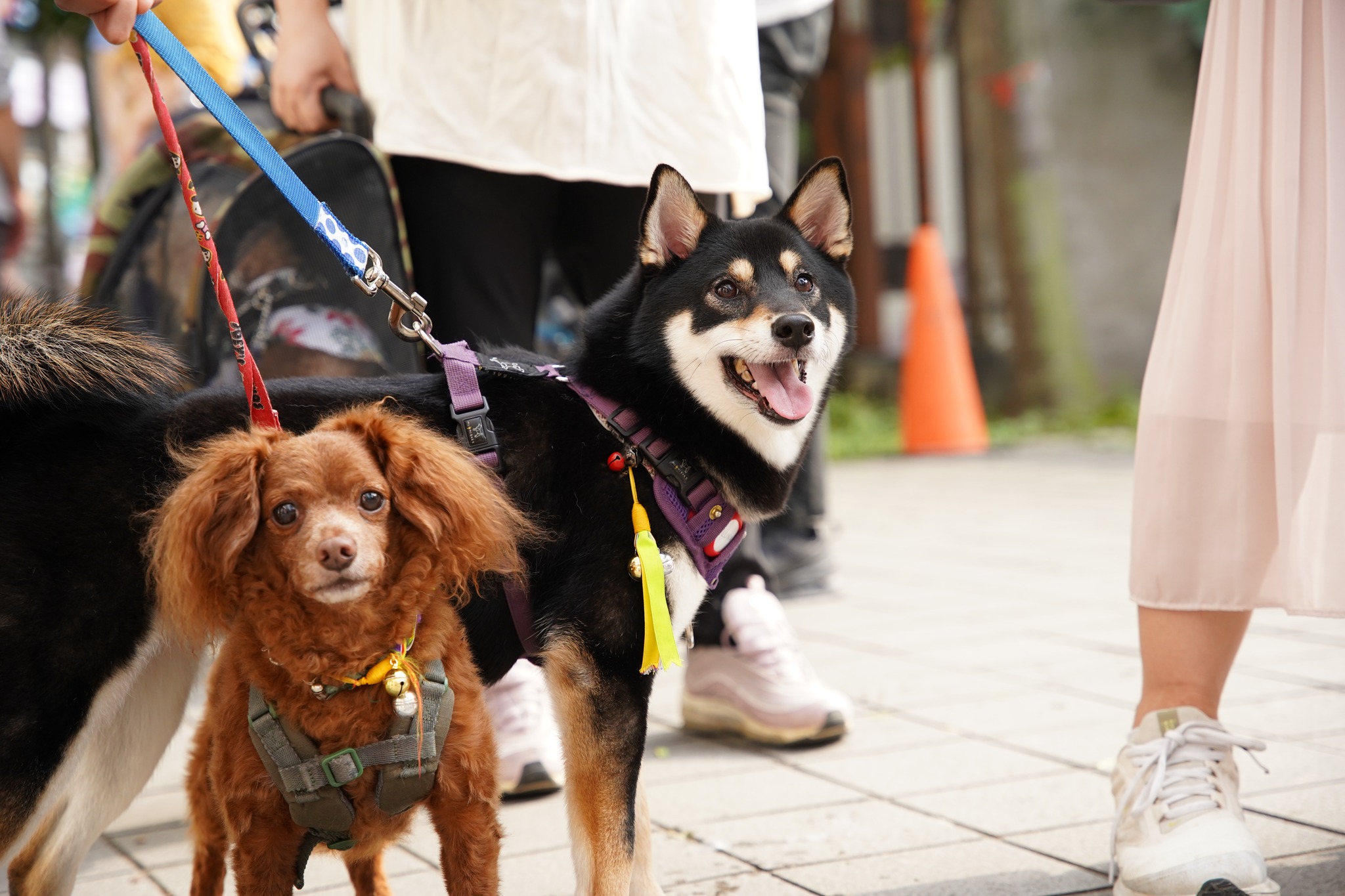 寵物絕育疫苗不可怕 新北動保處提醒飼主責任 圖片集錦，共 6 張