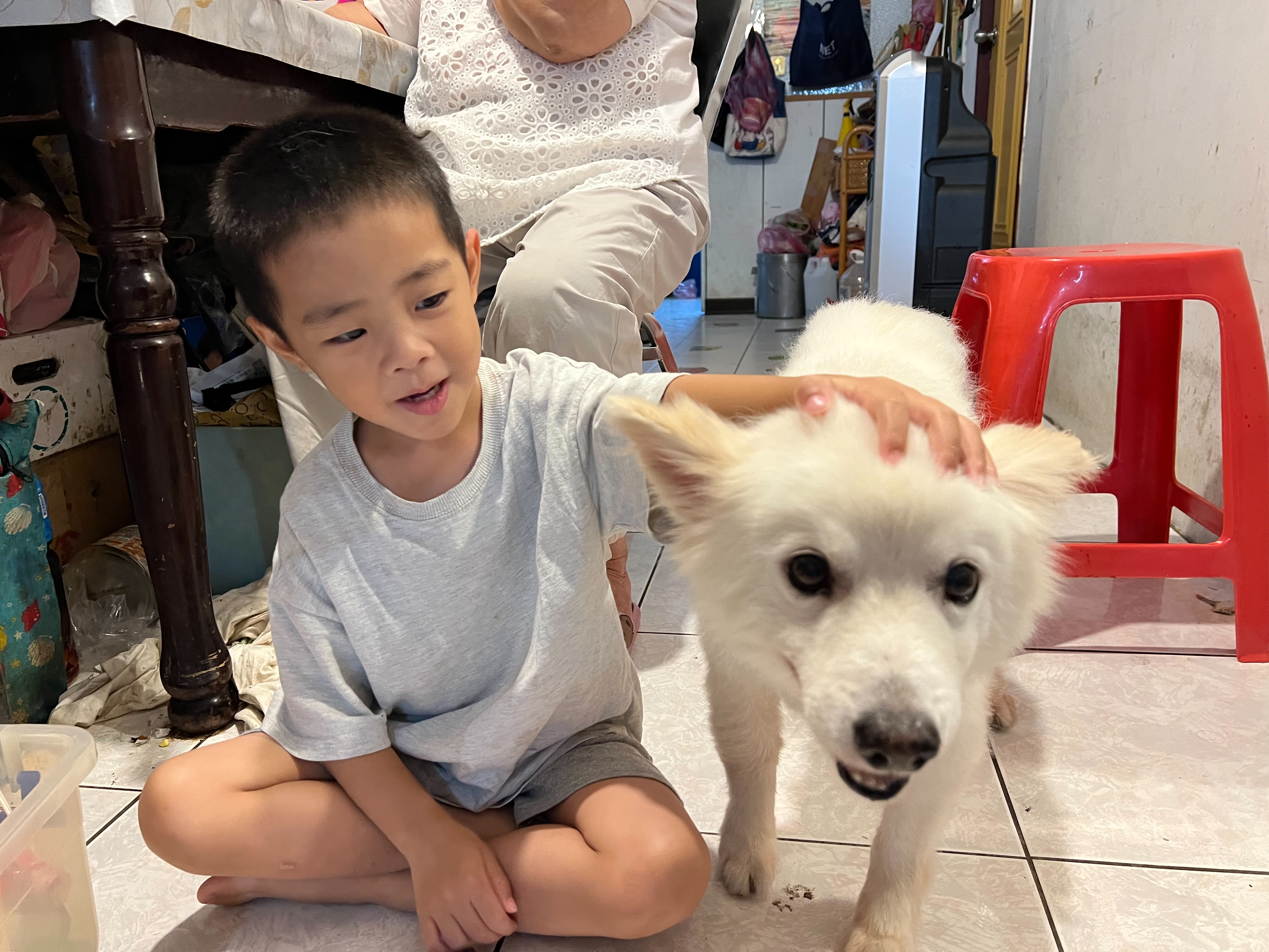 從躲過路殺危險到幸福阿吉，流浪毛寶貝與新北動保員日久生情憑添佳話 圖片集錦，共 7 張