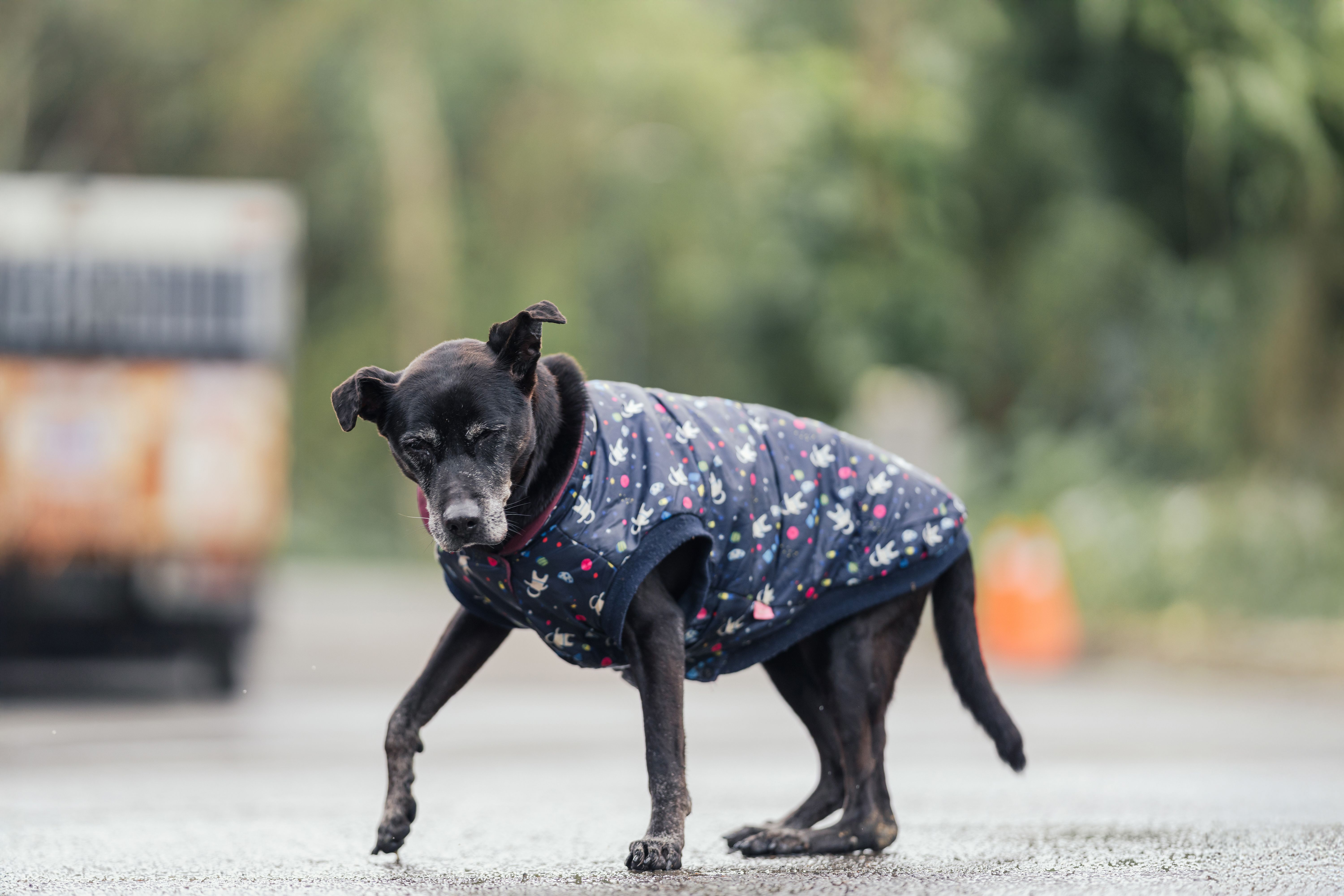 疤痕背後藏危機，老年母犬體內驚見子宮殘幹與卵巢囊腫，新北動保處緊急手術挽回一命 圖片集錦，共 7 張