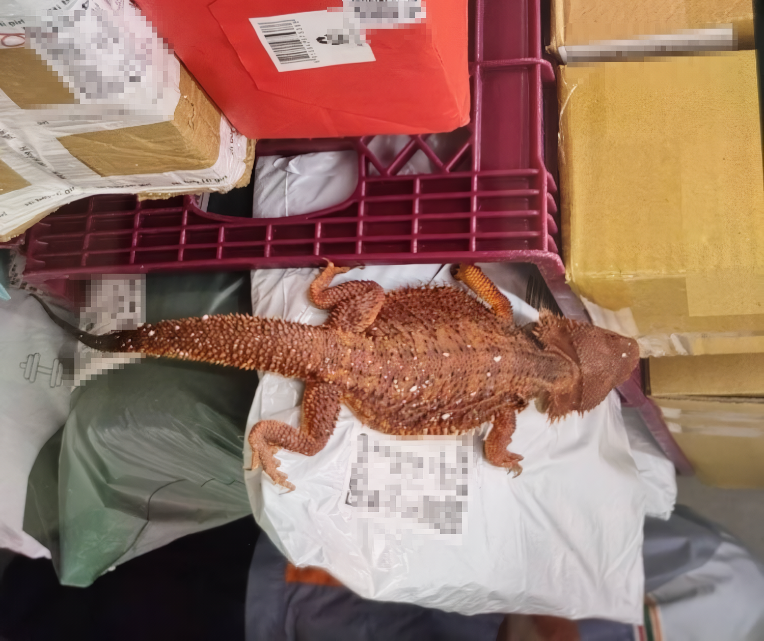 超商包裹驚現紅色鬆獅蜥 涉非法輸入 新北動保處介入調查  圖片集錦，共 7 張