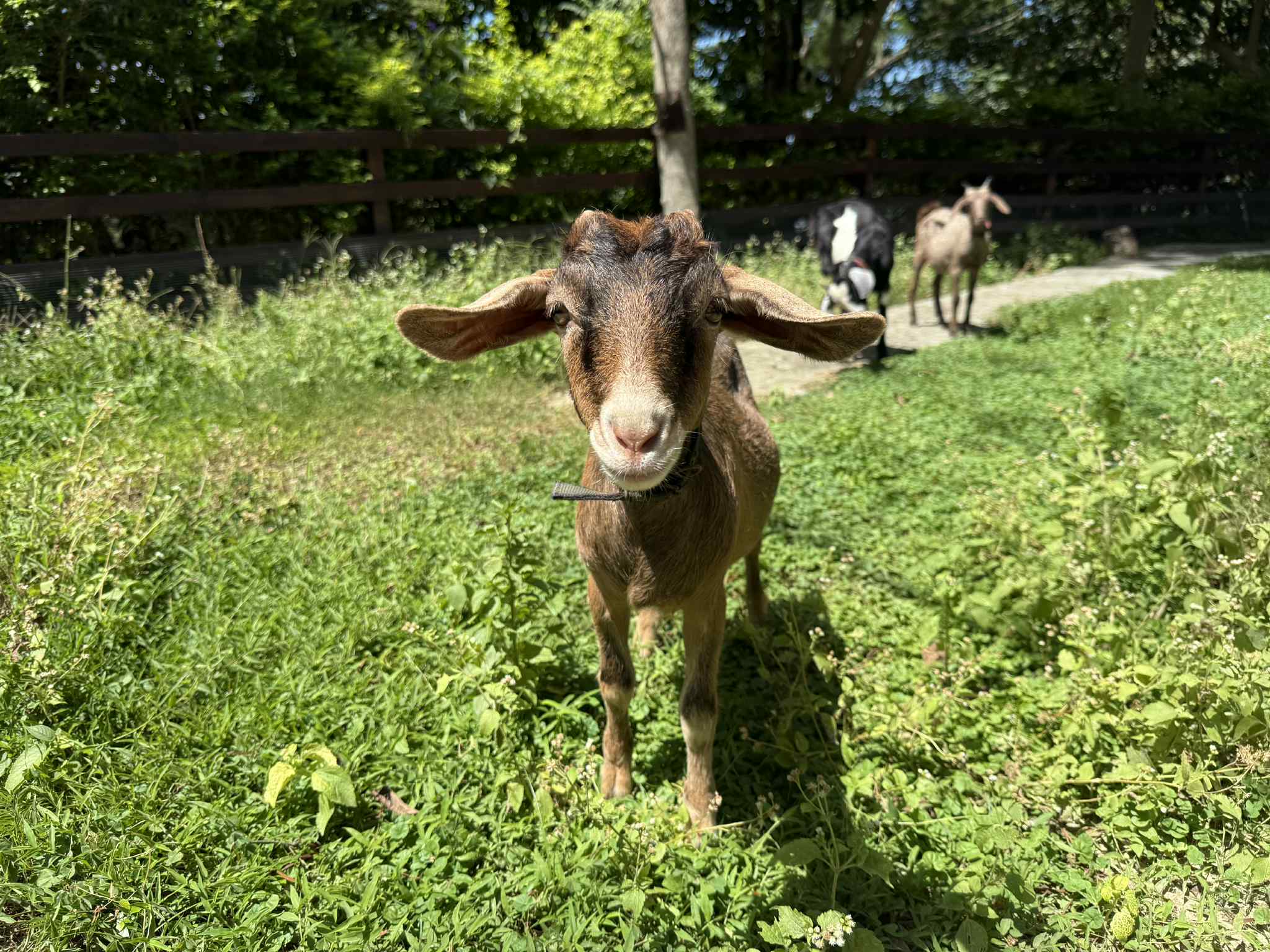苗栗縣114年動物展演業者評鑑結果  圖片集錦，共 3 張