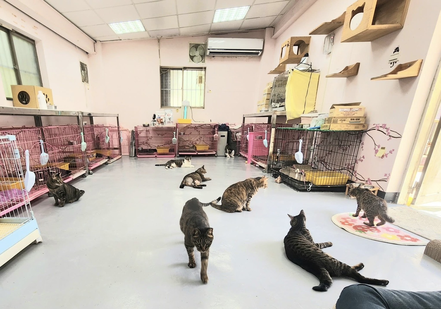 近日高溫，新北總動員讓毛寶貝清涼一夏  圖片集錦，共 7 張