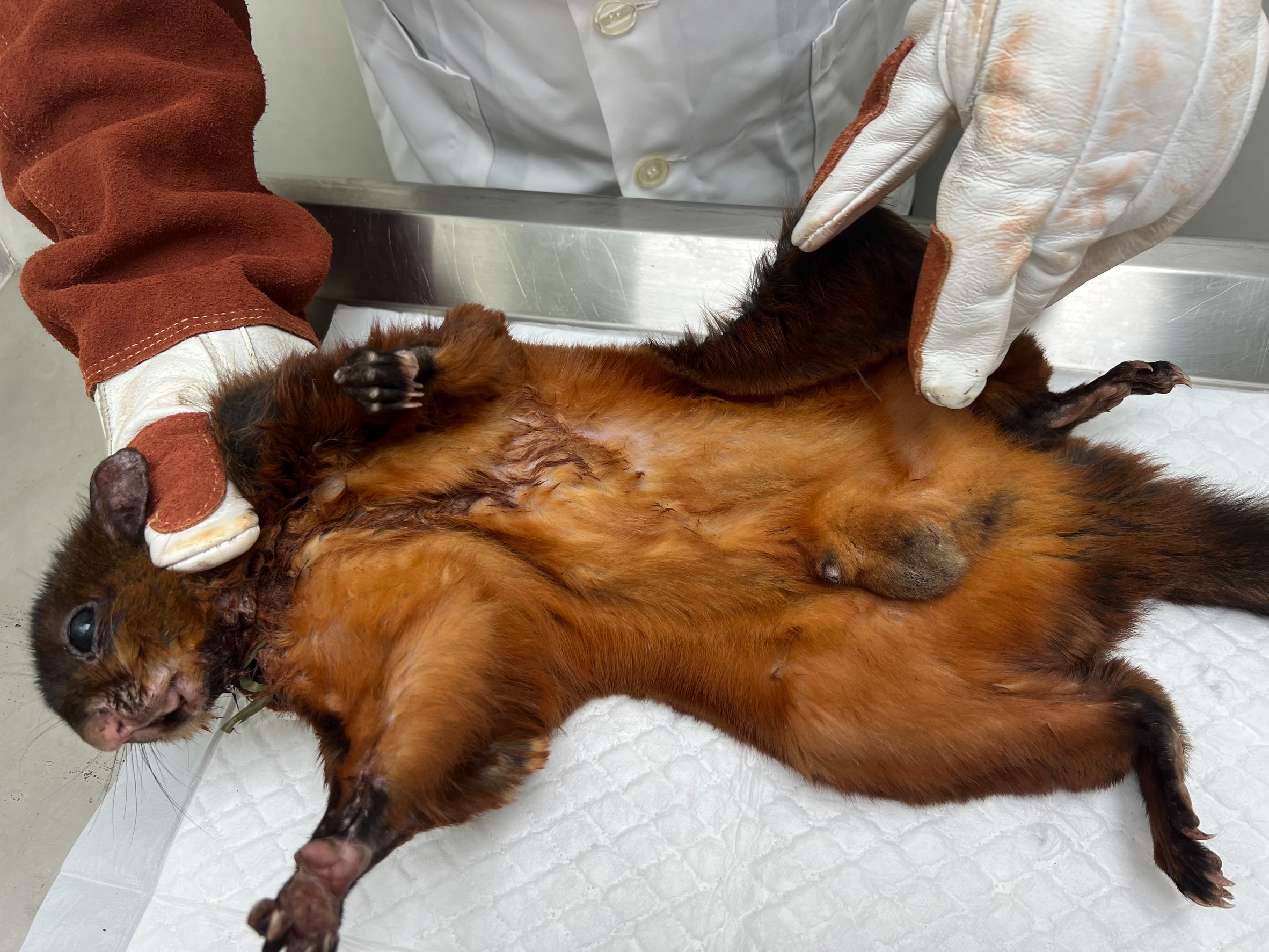 獸醫師檢查大赤鼯鼠並無明顯外傷。.jpg