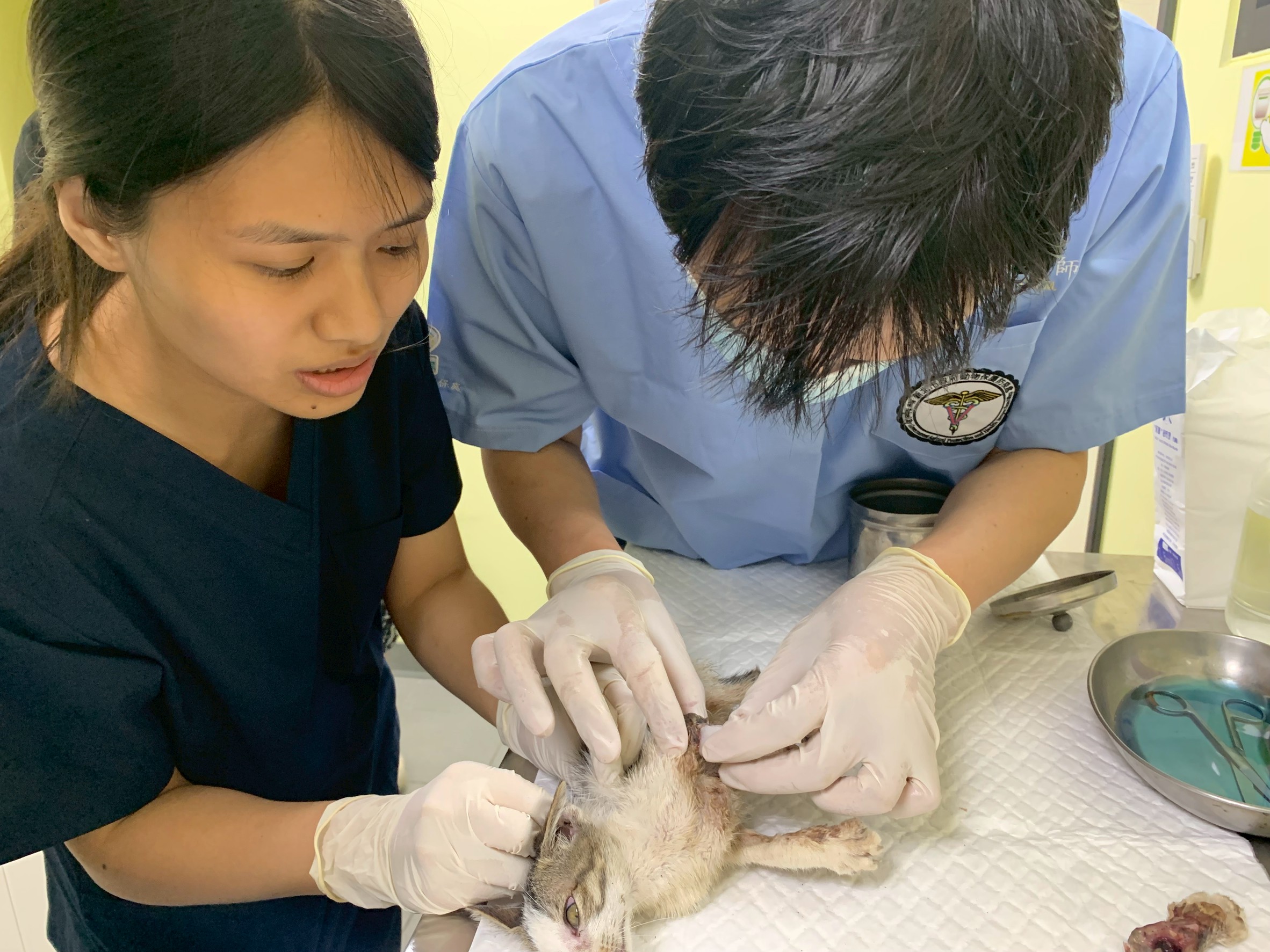 新北動保與獸醫系合作 學生暑期學習不中斷 圖片集錦，共 6 張