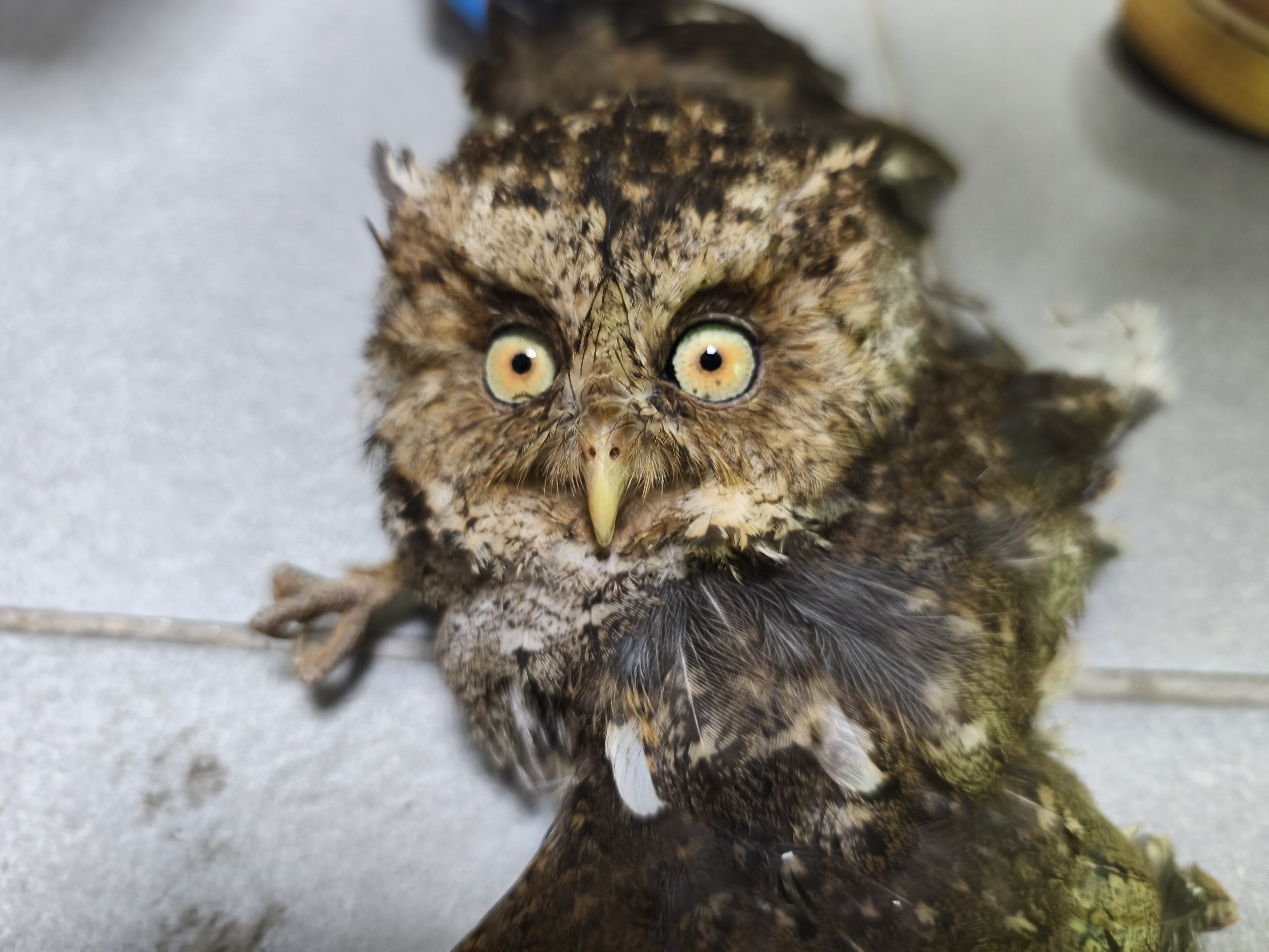  瑞芳民宅半夜飛入毛茸茸小毛球　屋主驚喜接待圓臉大眼客討吃  圖片集錦，共 7 張