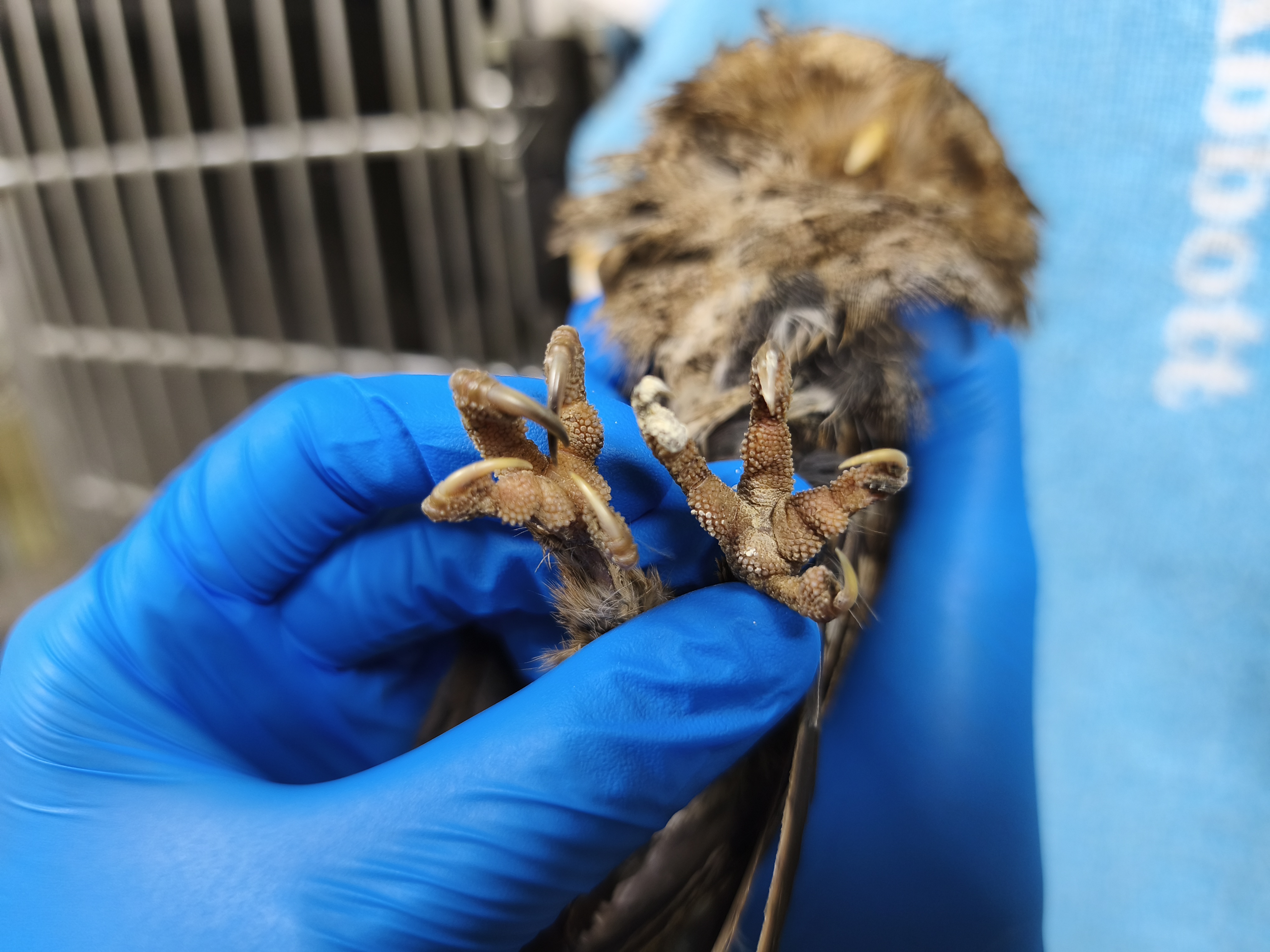  瑞芳民宅半夜飛入毛茸茸小毛球　屋主驚喜接待圓臉大眼客討吃 圖片集錦，共 7 張