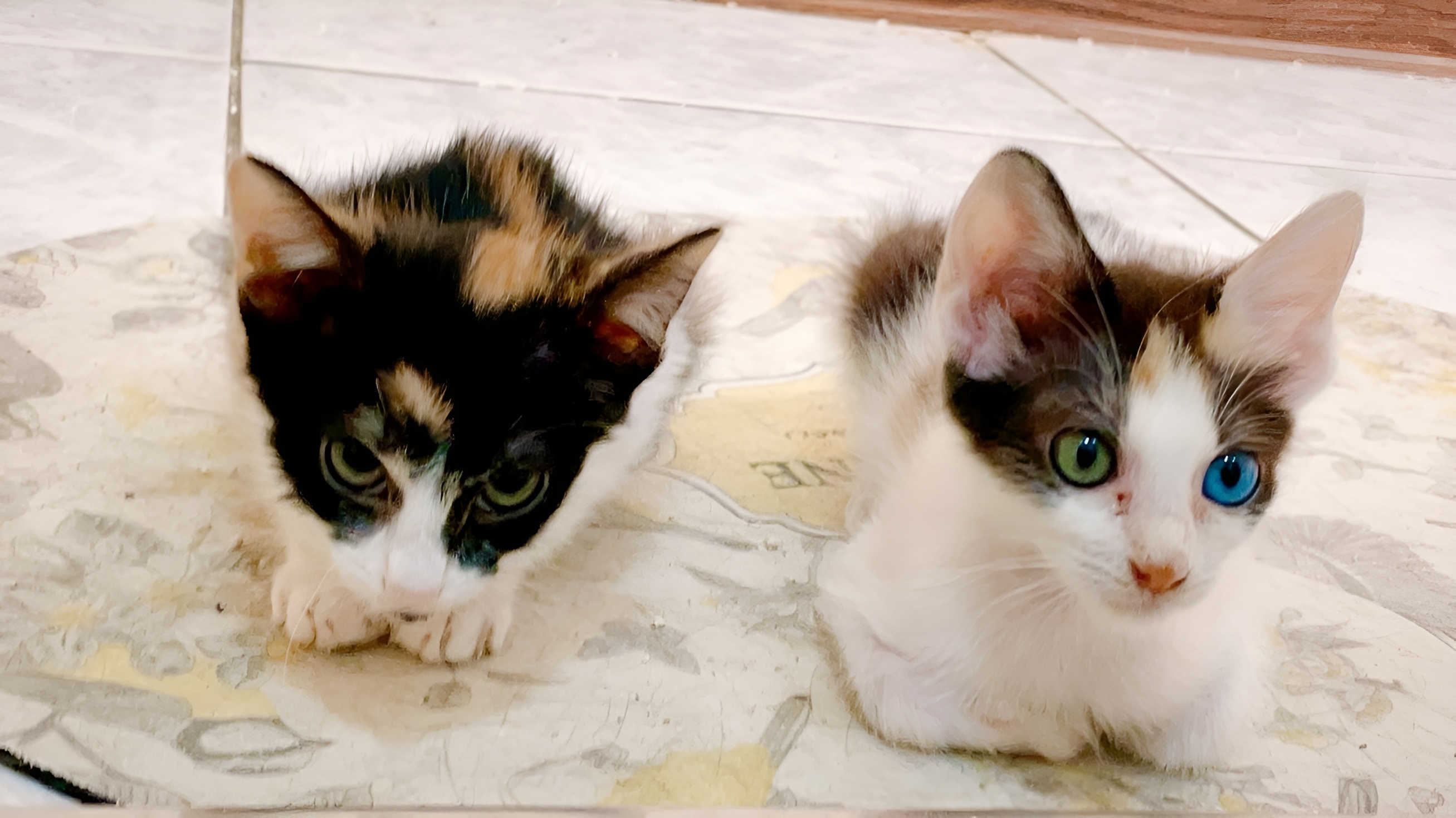 一邊是星辰一邊是大海 新北罹病三花幼貓康復後萌翻天獲新家    圖片集錦，共 7 張