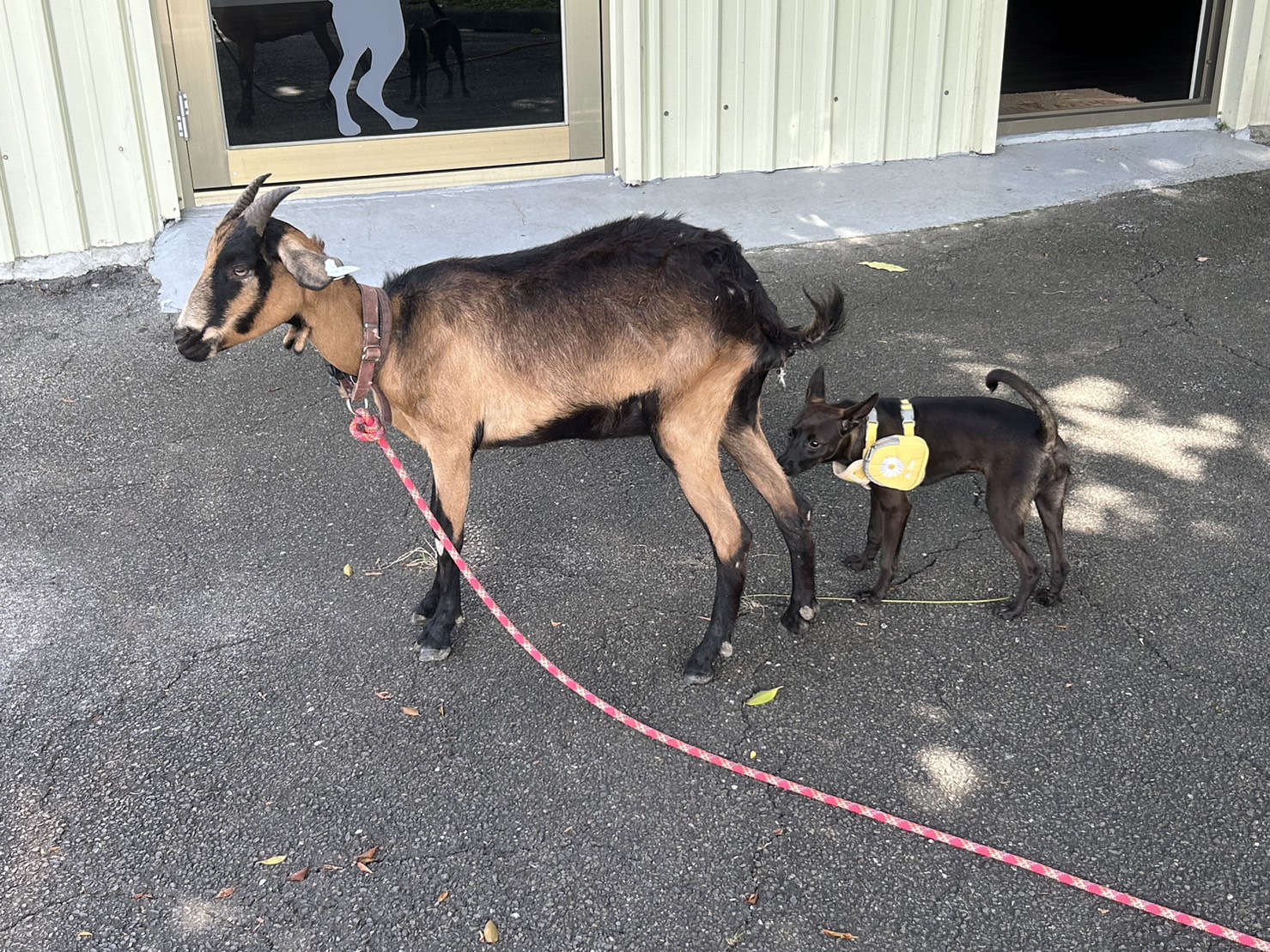 林口海邊走失山羊，在山間找到幸福下一站 圖片集錦，共 7 張