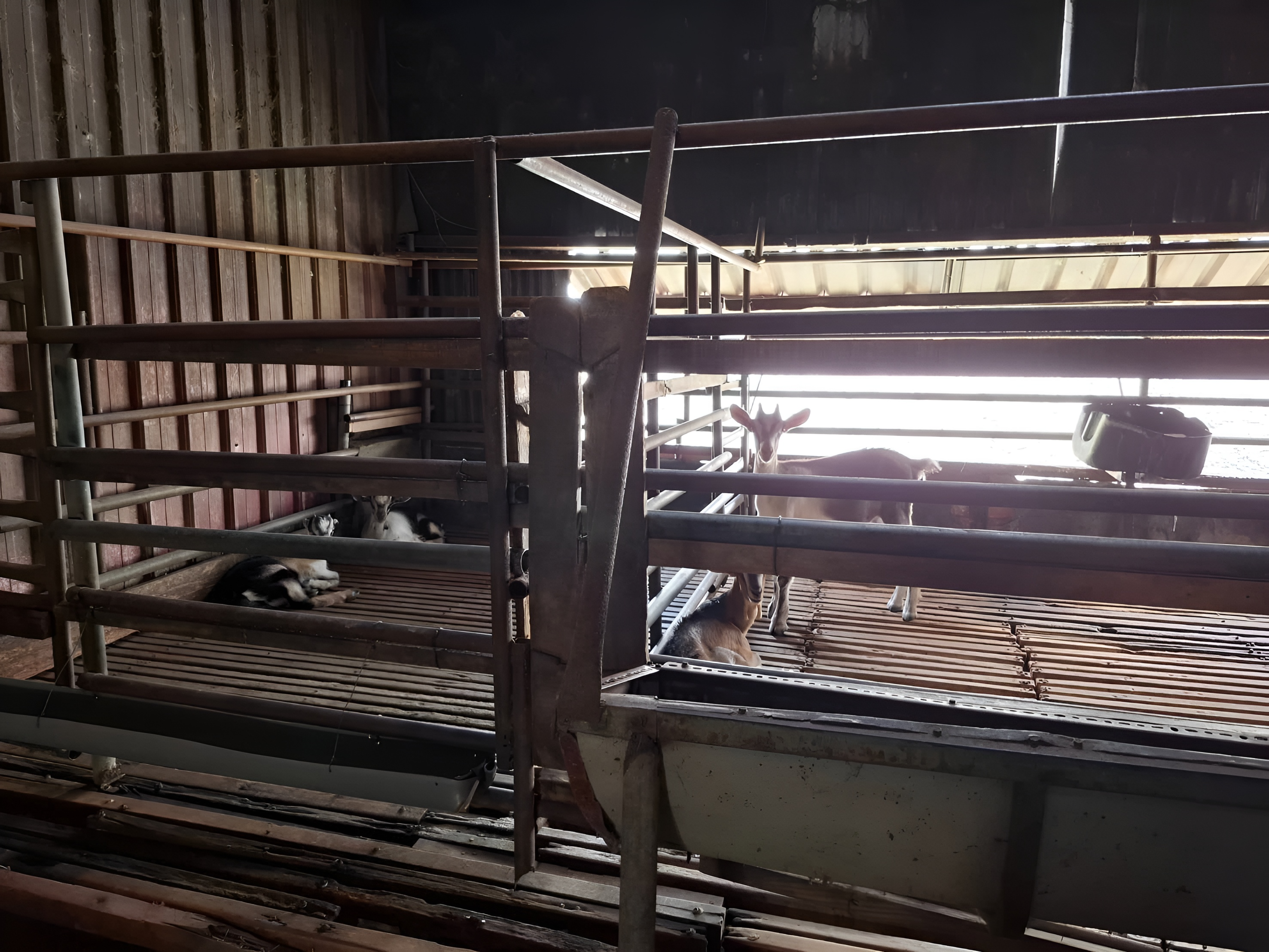 山羊會攀爬 飼養環境圍欄需1.5公尺且牢固。.jpg