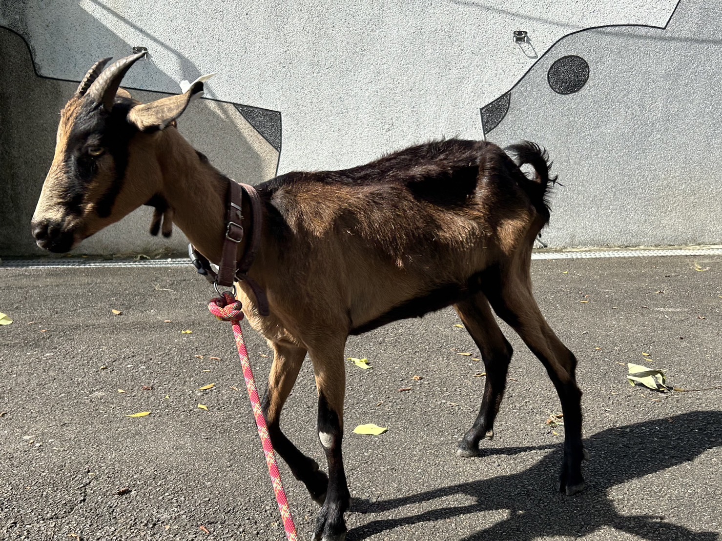 林口區通報山羊體型瘦弱、疑似營養不良。.jpg
