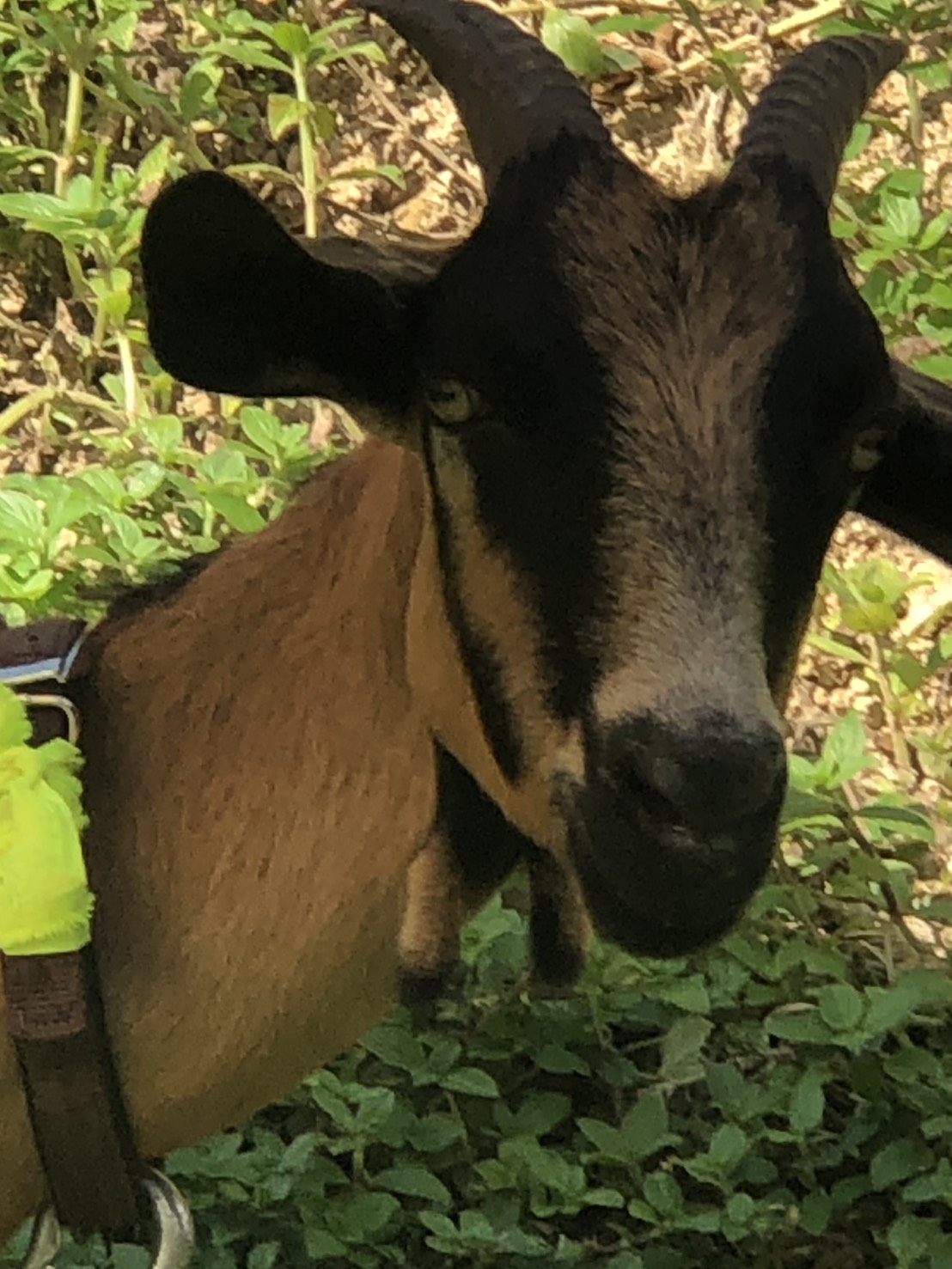 阿爾拜因全身為褐色 頭頸部、背脊線及腿部為黑色。.jpg