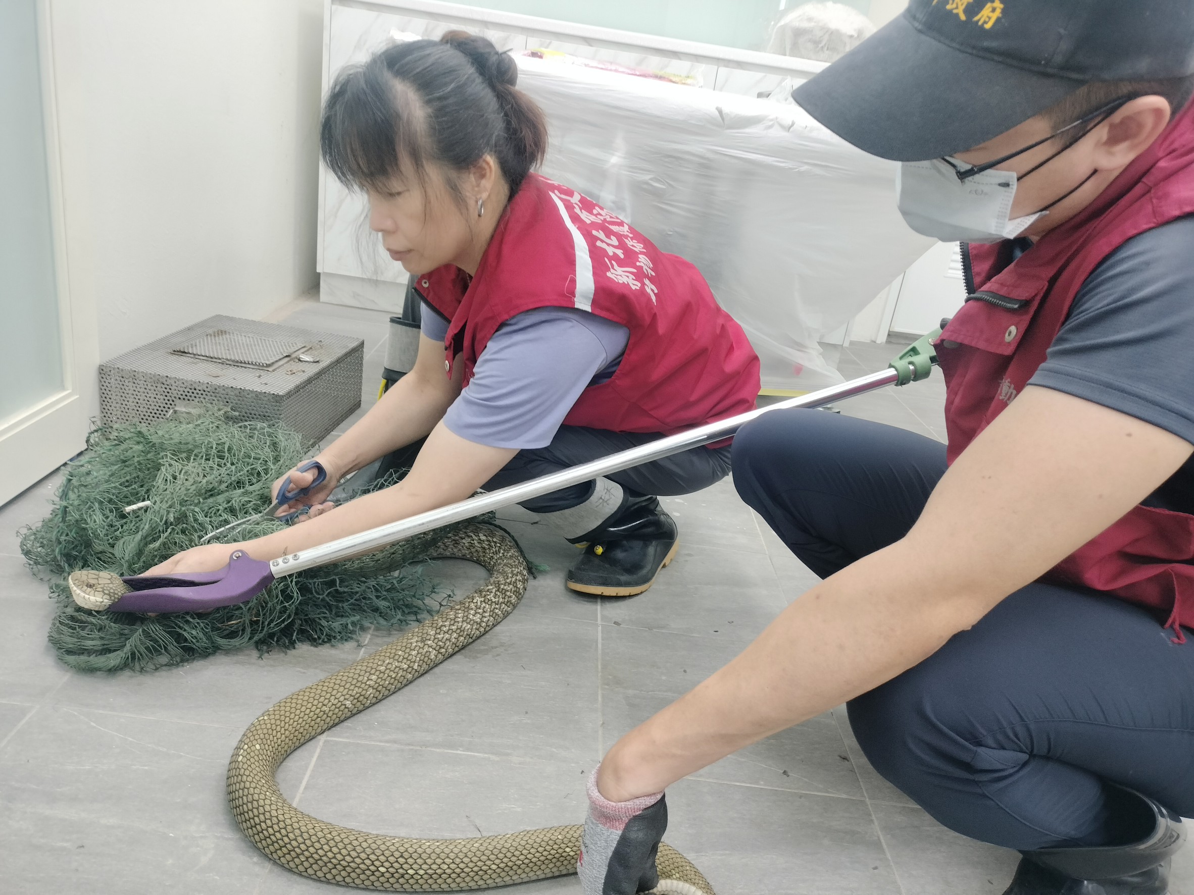 2公尺臭青母誤闖農舍困魚網 新北動保員左手抓蛇右手持剪 破網救蛇  圖片集錦，共 7 張