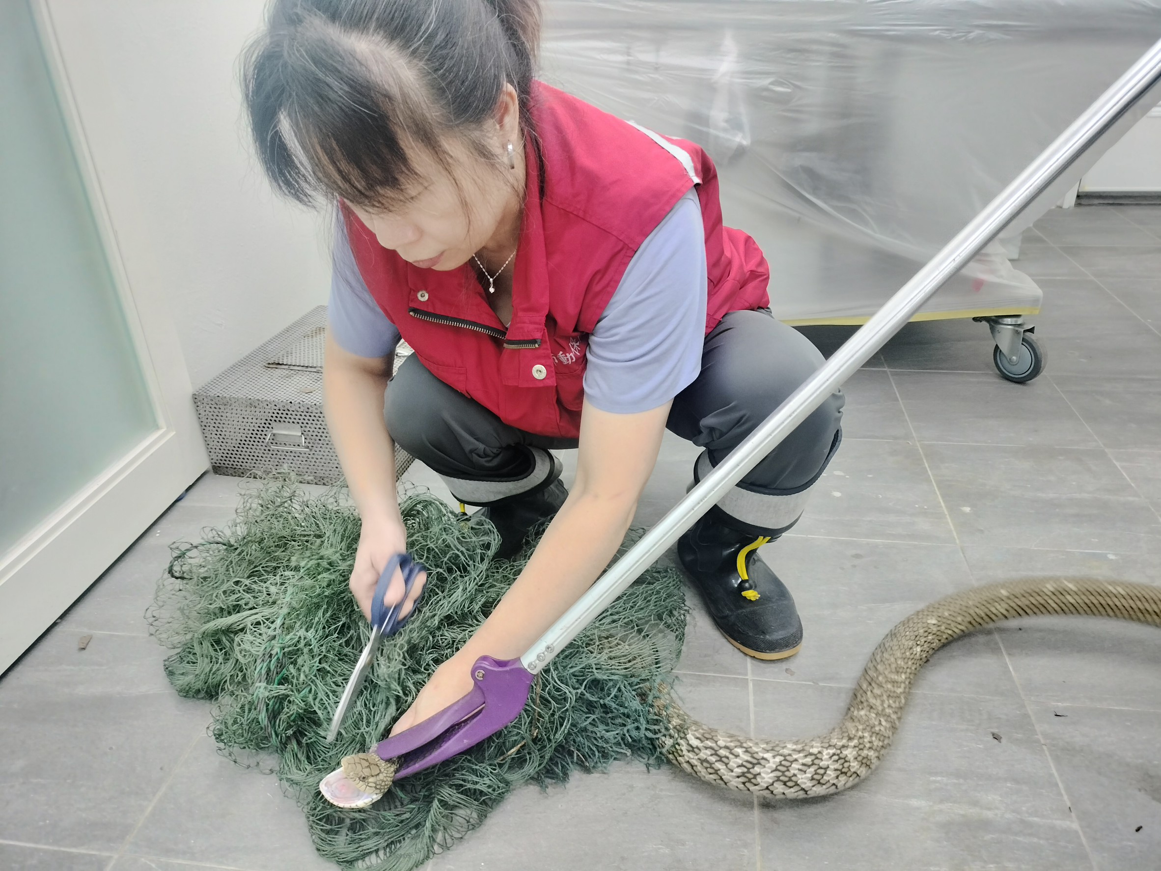 訓練有素的動保員熟練的左手抓蛇，右手剪網助蛇脫困。.jpg