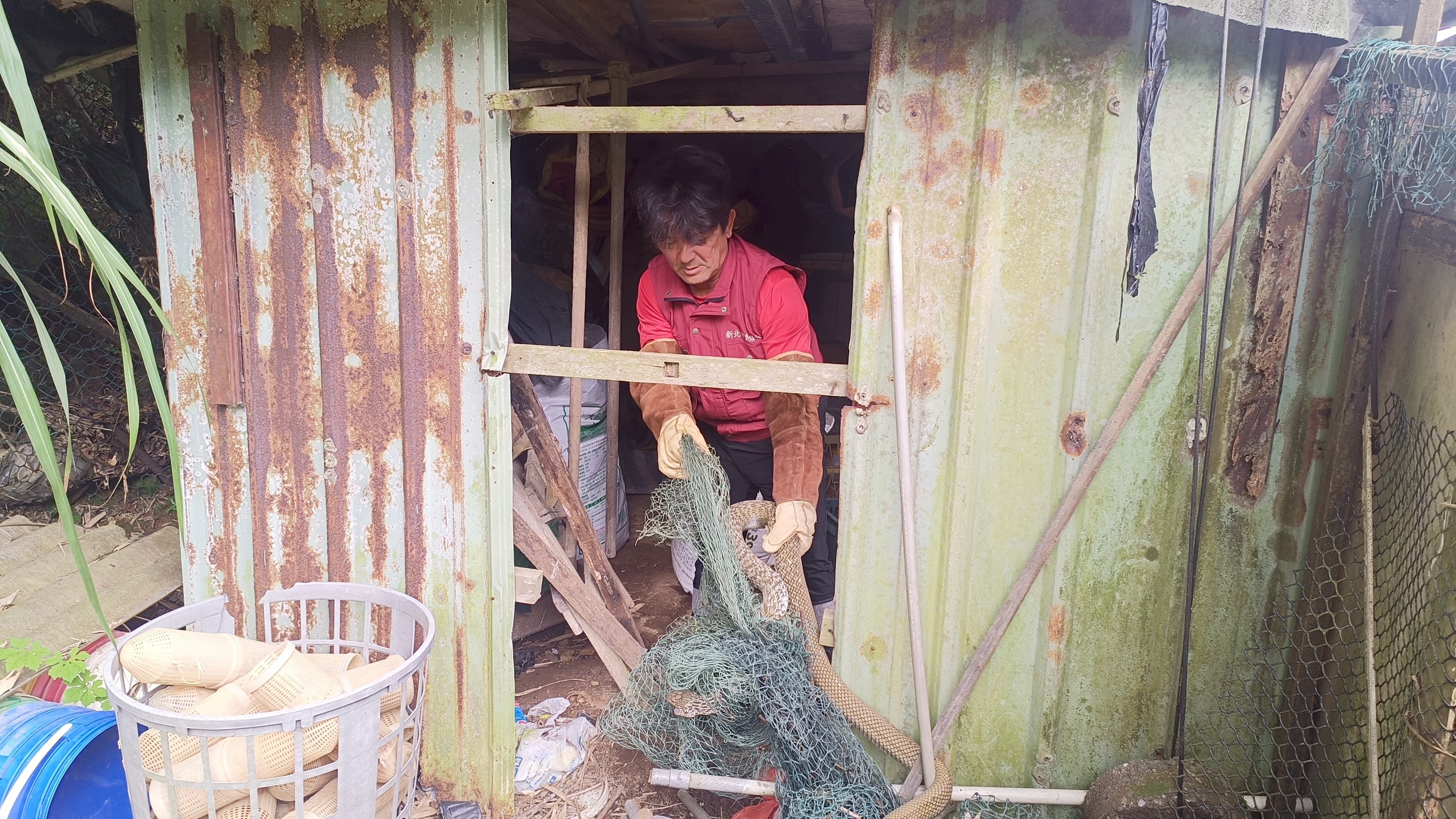 動保員李國良從廢棄鐵皮屋救出受困魚網的臭青母 。.jpg
