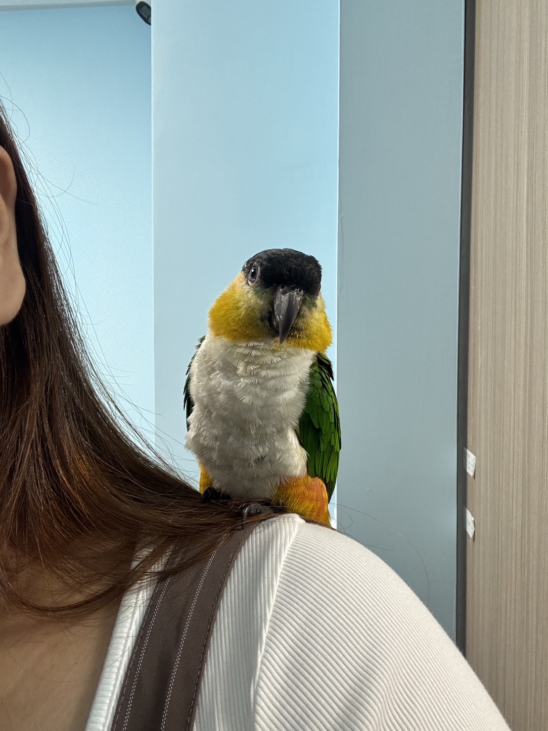 新北推「非犬貓類寵物登記制度」多重好康限時送  圖片集錦，共 7 張