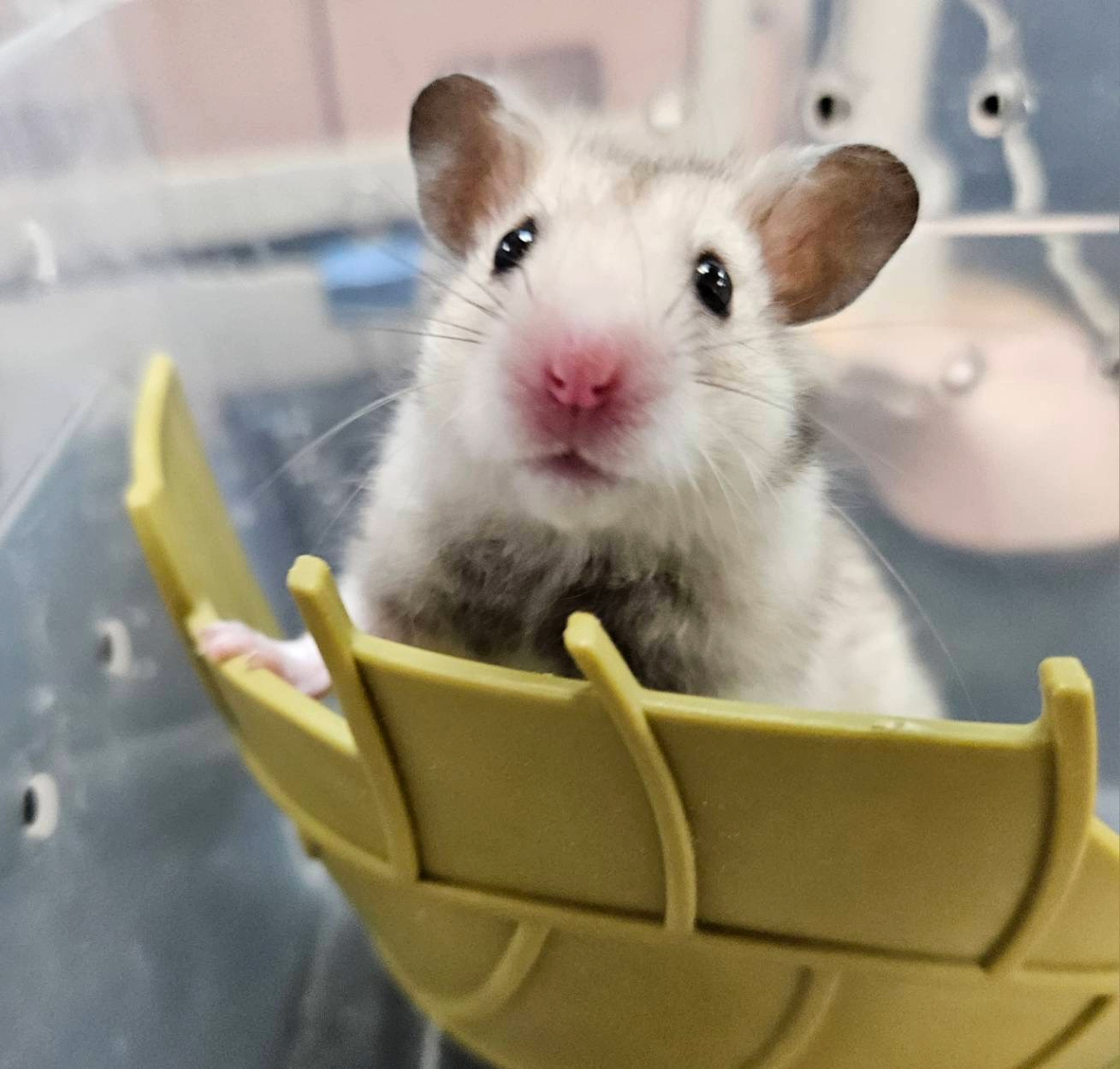 靈動的倉鼠也要注意籠門，避免造成遺失。.jpg