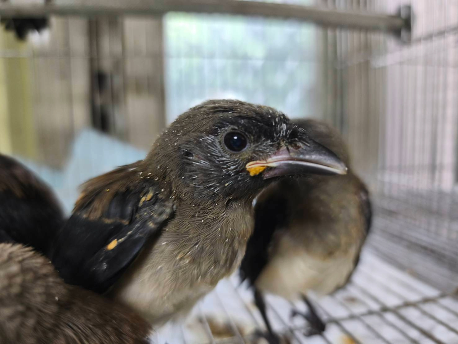 小樹鵲誤認籃框當鳥窩掛網受困  新北動保處快攻救援助親子團圓  圖片集錦，共 7 張