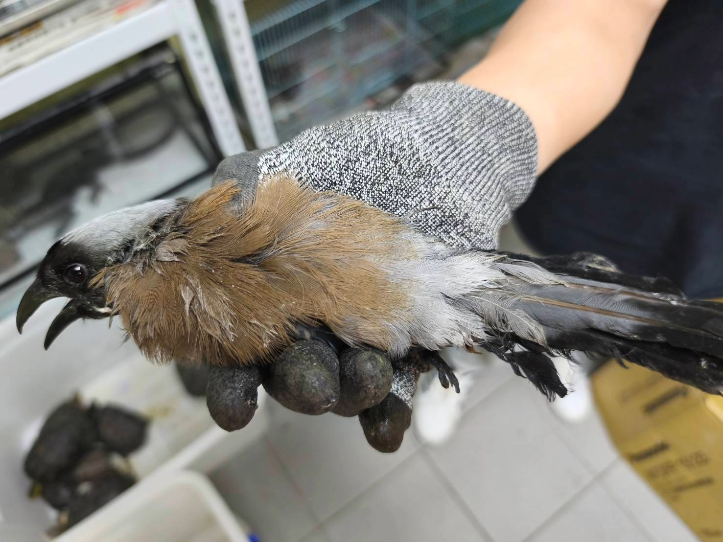 小樹鵲誤認籃框當鳥窩掛網受困  新北動保處快攻救援助親子團圓 圖片集錦，共 7 張