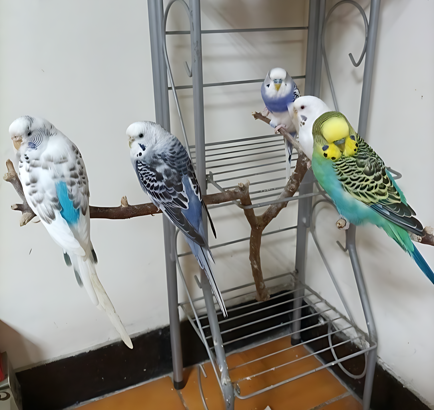 迷途鸚鵡不再有，新北動保處首創【非犬貓寵物登記站】! 圖片集錦，共 7 張