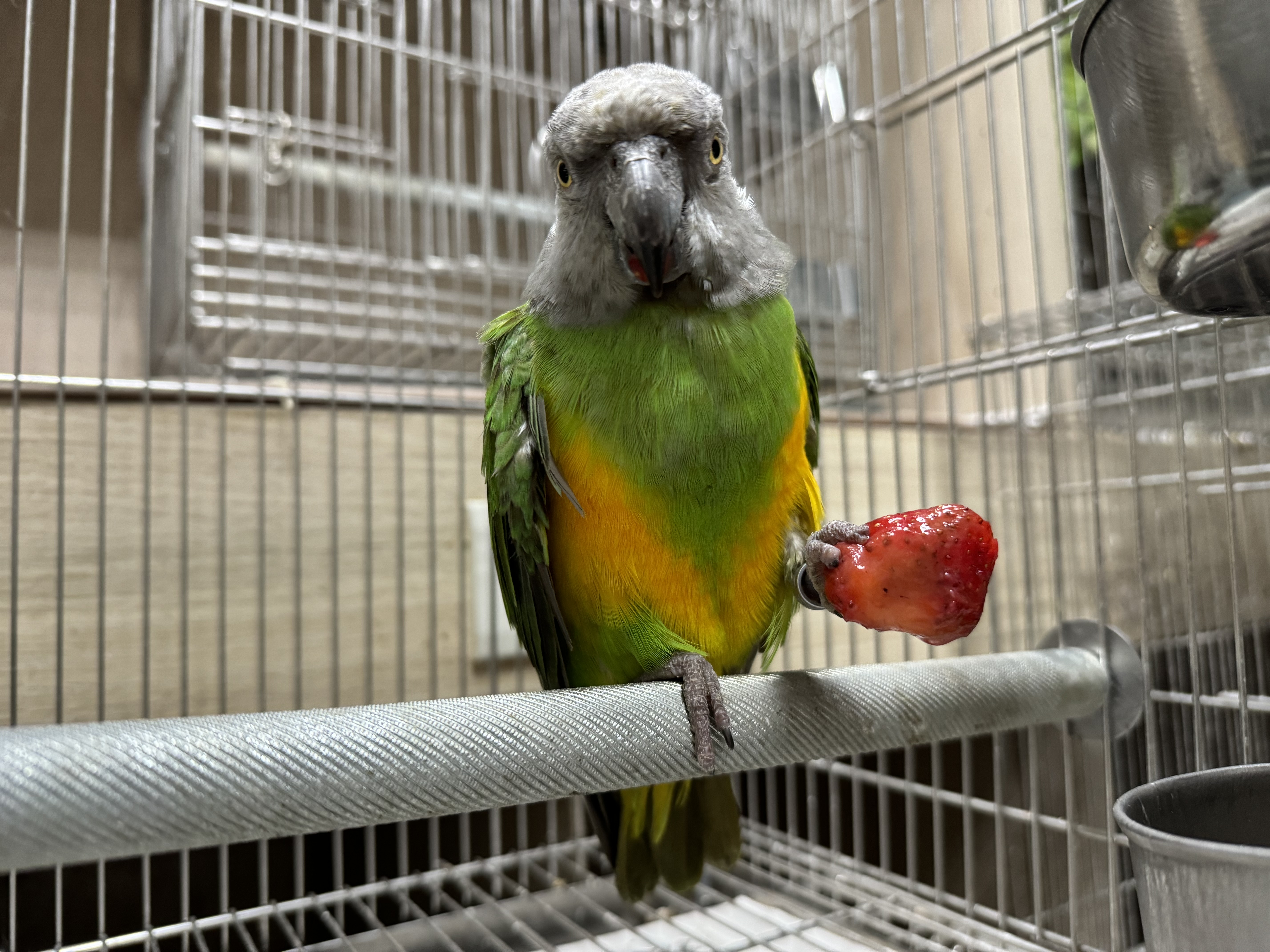 塞內加爾鸚鵡吃草莓.jpg