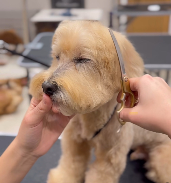 保障消費者、業者和動物！貓狗美容依法要簽定型化契約！高市府10月起3場實體宣導會 速速來報名  圖片集錦，共 2 張