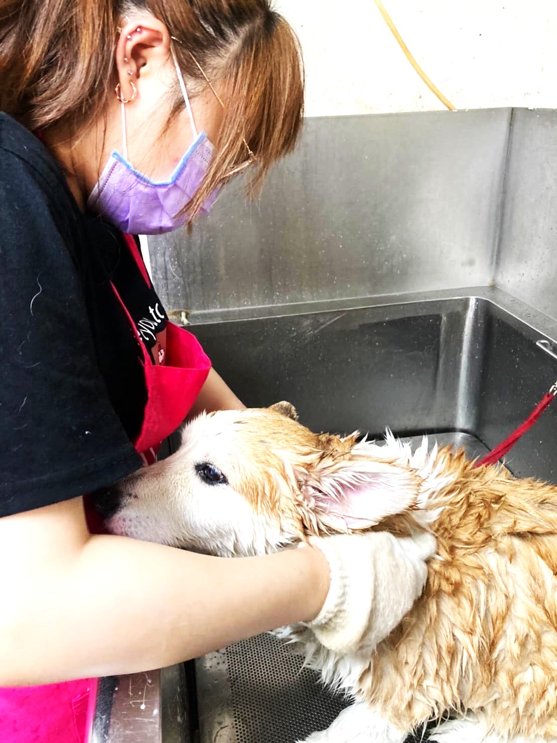 保障消費者、業者和動物！貓狗美容依法要簽定型化契約！高市府10月起3場實體宣導會 速速來報名 圖片集錦，共 2 張