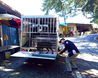 動物管制人員協助民眾載送犬貓.jpg
