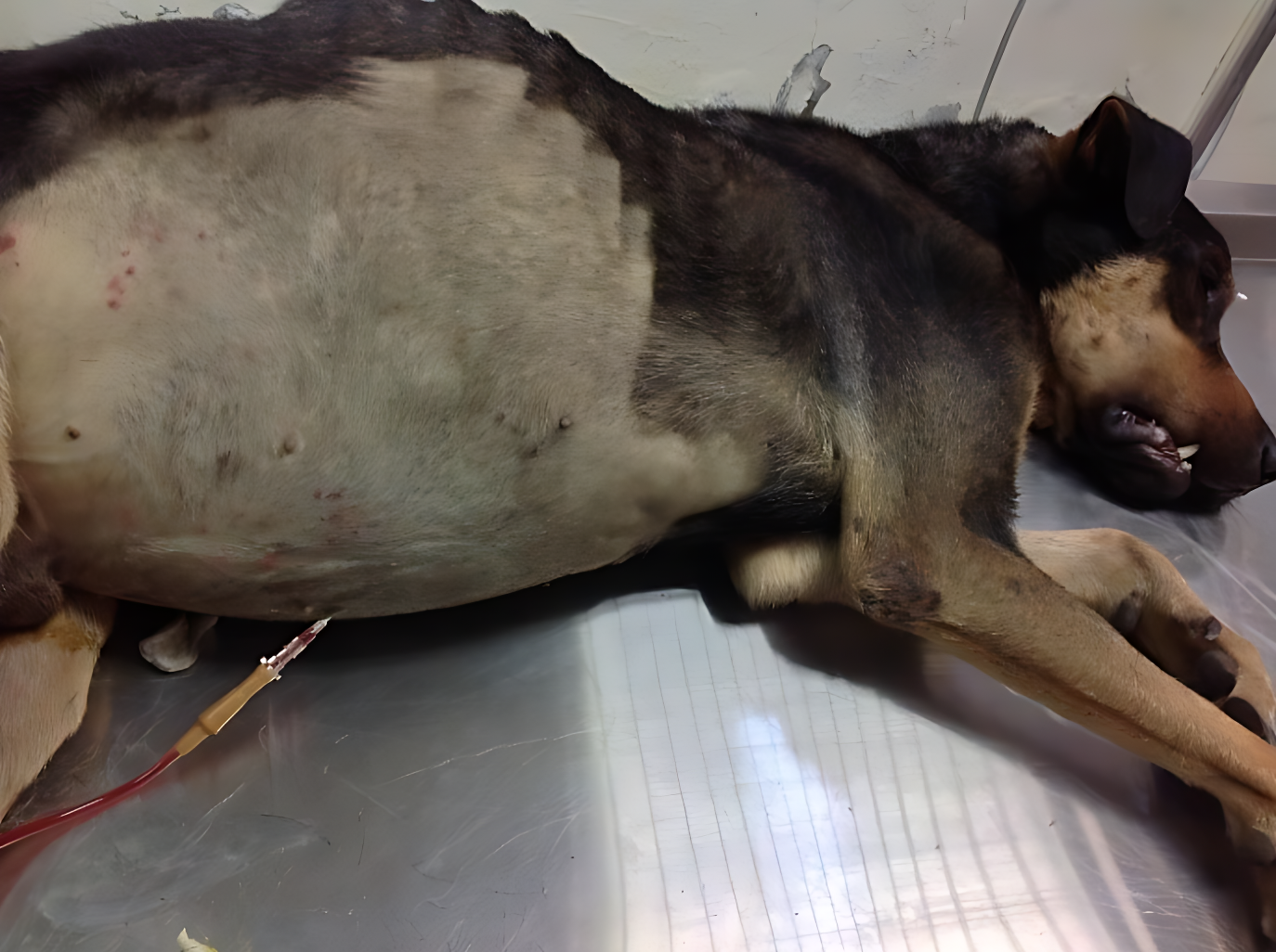 淡水動物之家日前救援一隻毛寶貝肚子異常腫大，係因心臟病導致腹水.png