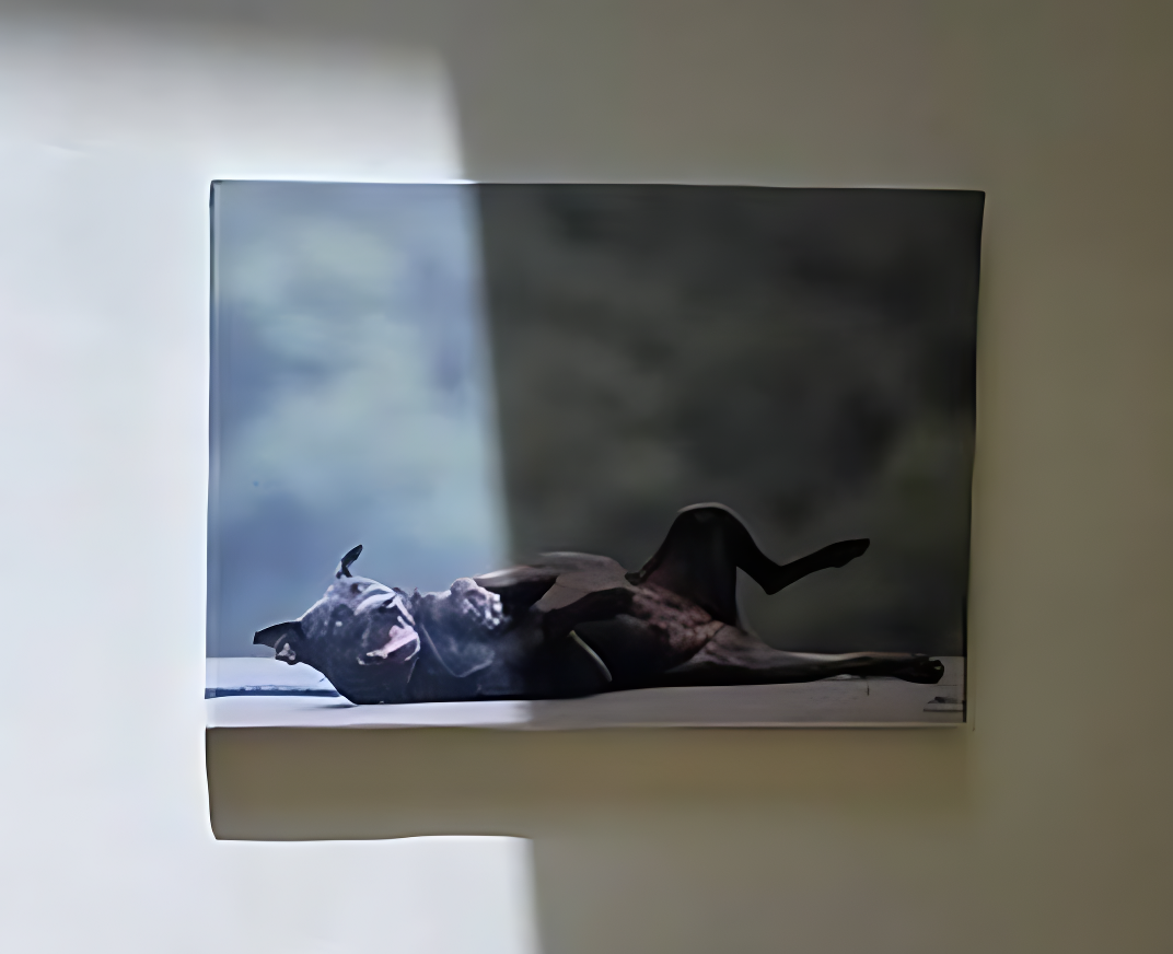 歡迎民眾至瑞芳動物之家觀看黑狗寫真攝影展.png