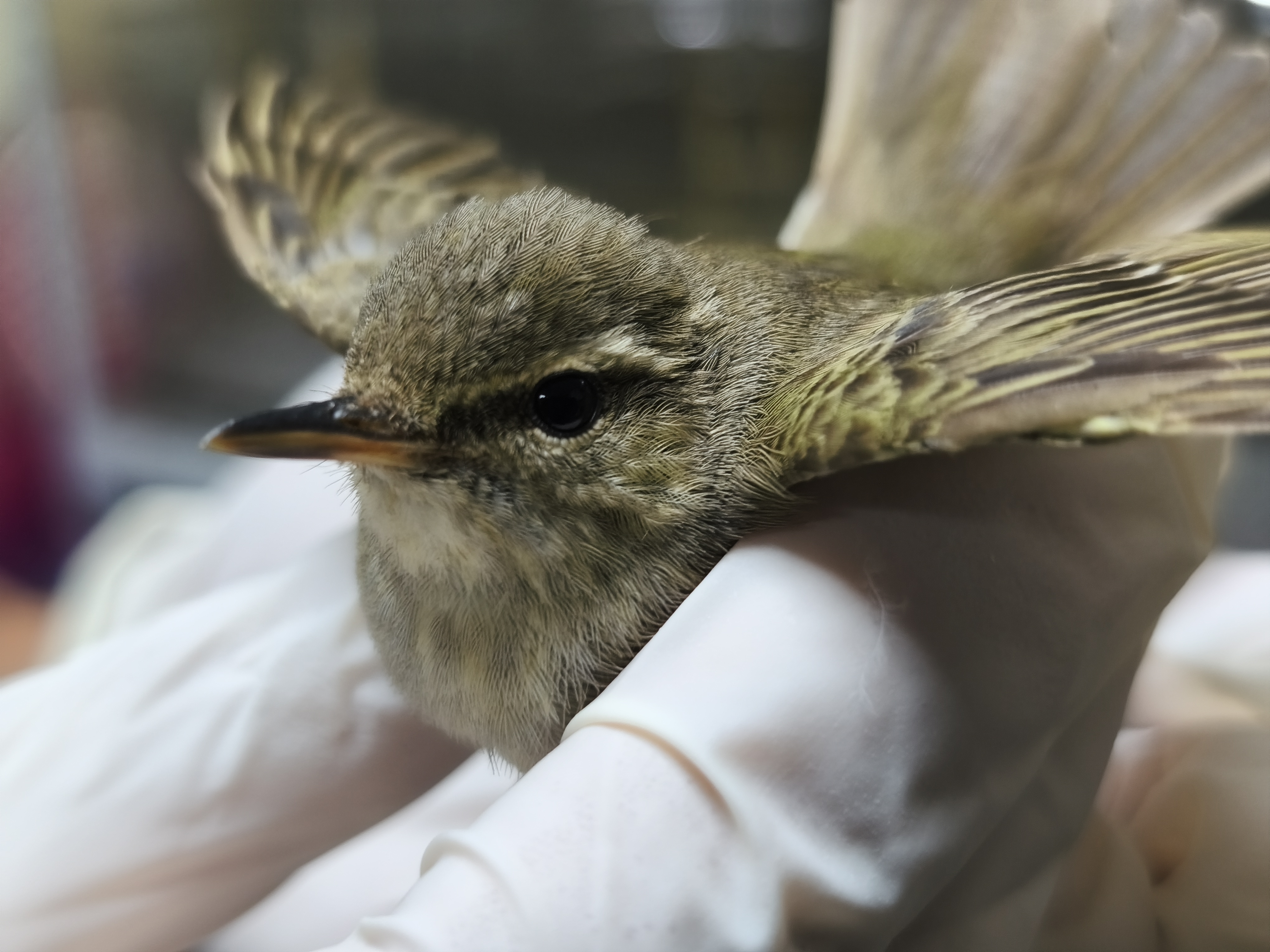 迷途雪國極北柳鶯現身林口街頭 獲新北動保處救助再起航 圖片集錦，共 7 張