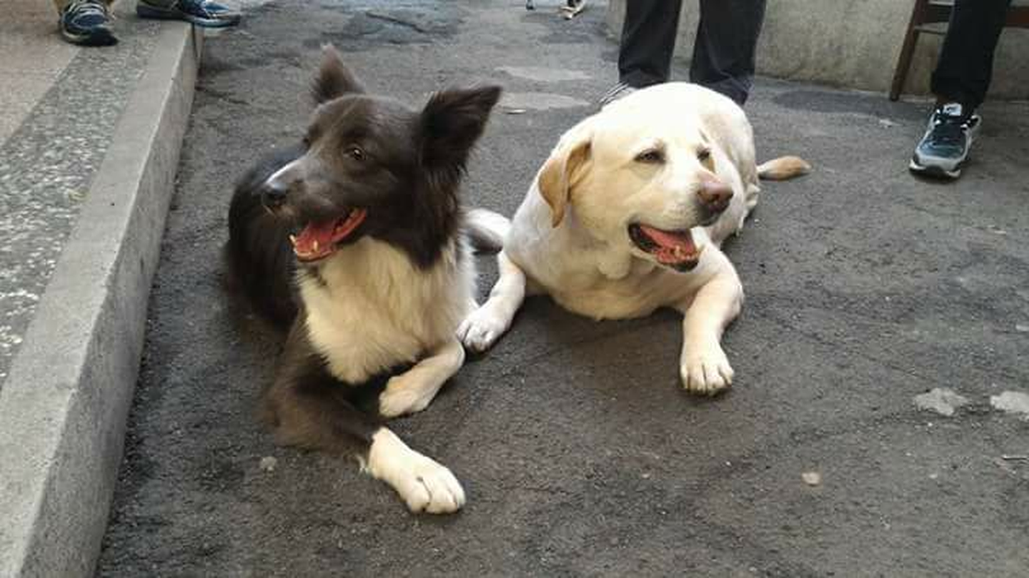 便便也會說話！新北市動保處提醒守護毛寶貝腸道健康 圖片集錦，共 7 張