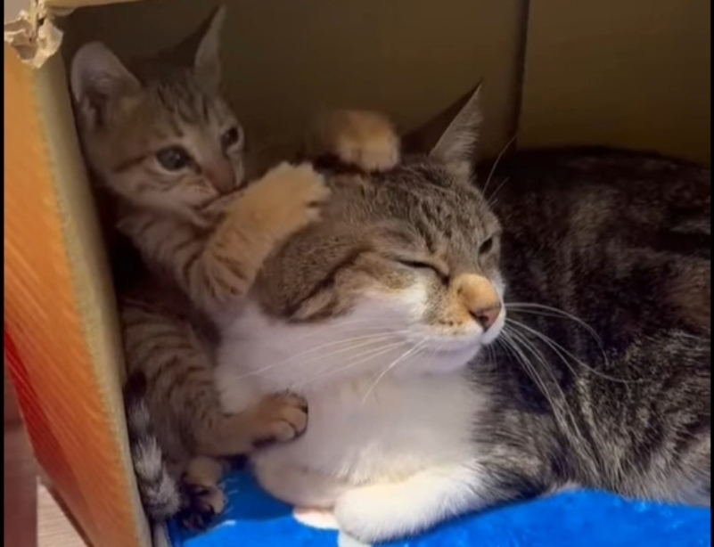 小小喵星人深陷「困境」，新北動保處助其重獲新生 圖片集錦，共 6 張