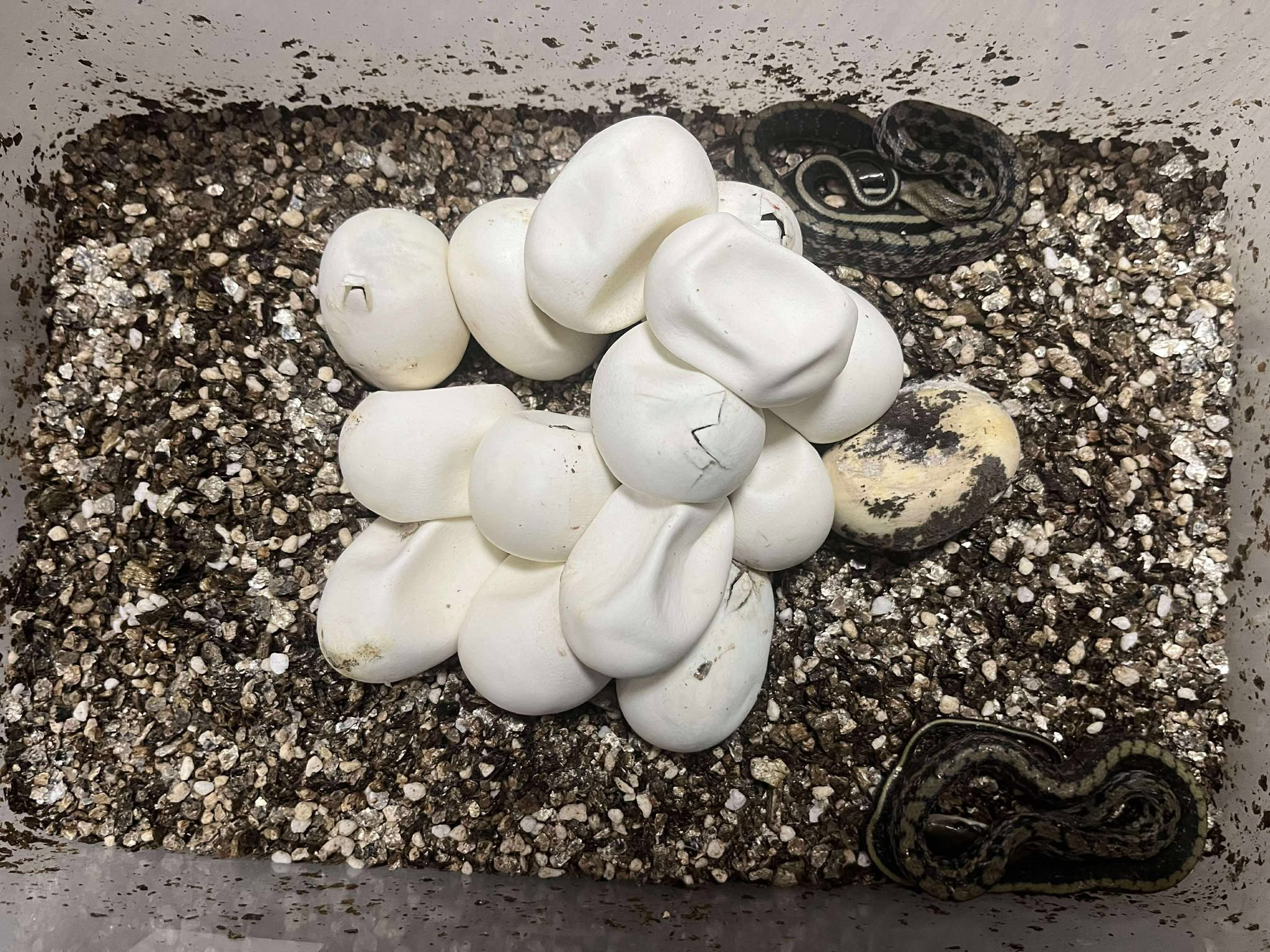 爬蟲日喜訊！新北首度人工孵化黑眉錦蛇成功並野放 圖片集錦，共 7 張