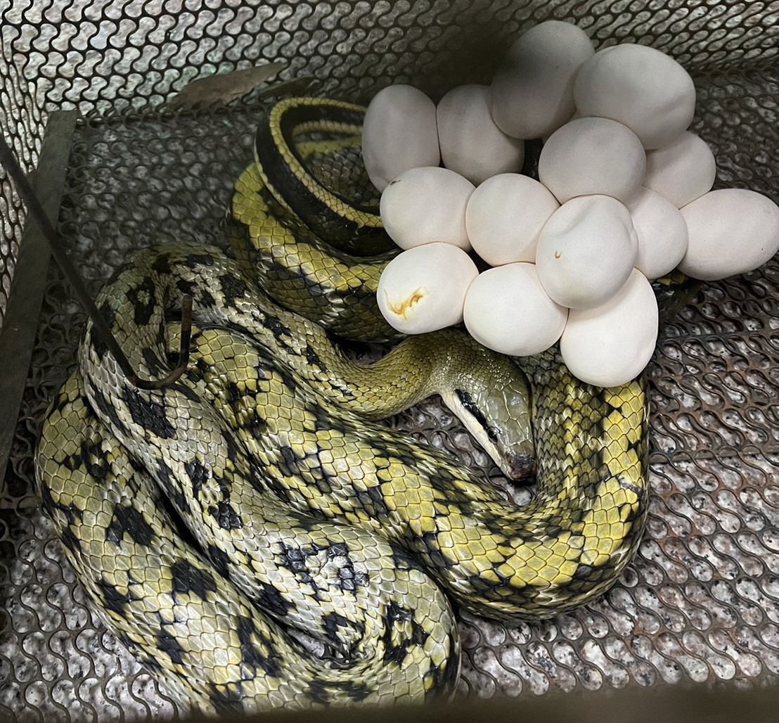 吻端磨傷之母蛇與蛇蛋。.jpg