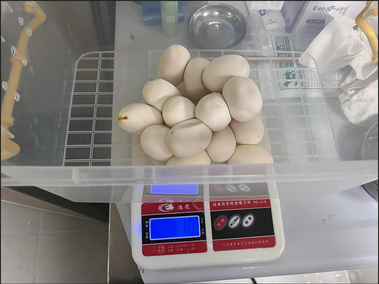 對蛇蛋的數量和重量進行記錄。.PNG