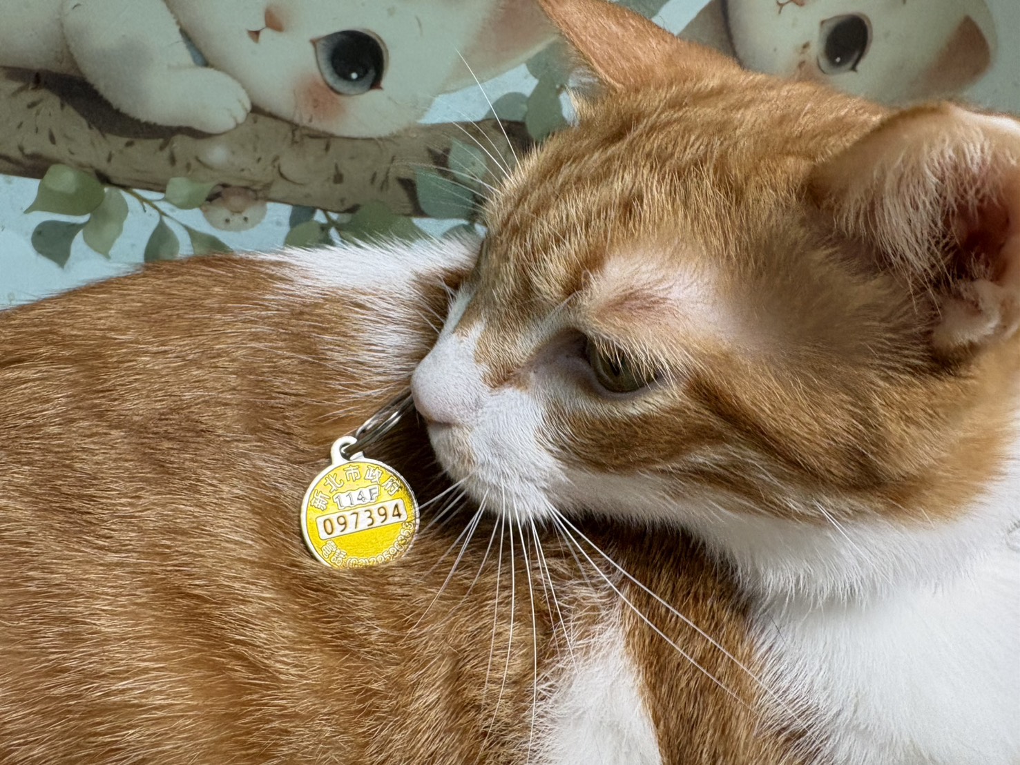 新北犬貓11月起打狂犬病疫苗抽新北幣  總獎金10萬元 圖片集錦，共 7 張