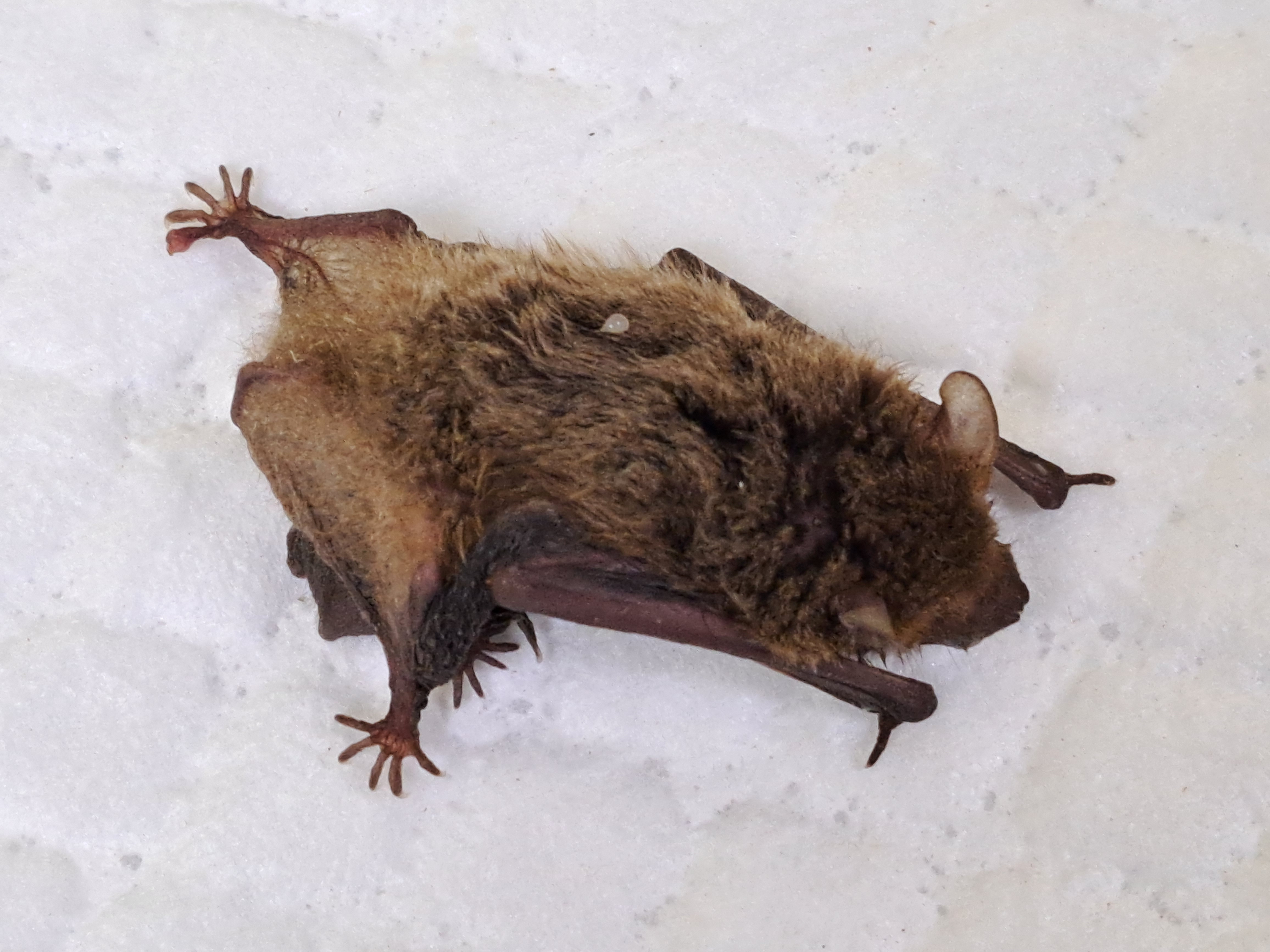 洗衣球驚見蝙蝠母子 新北動保人員守護重返天空  圖片集錦，共 5 張