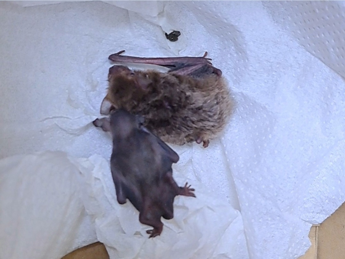洗衣球驚見蝙蝠母子 新北動保人員守護重返天空 圖片集錦，共 5 張
