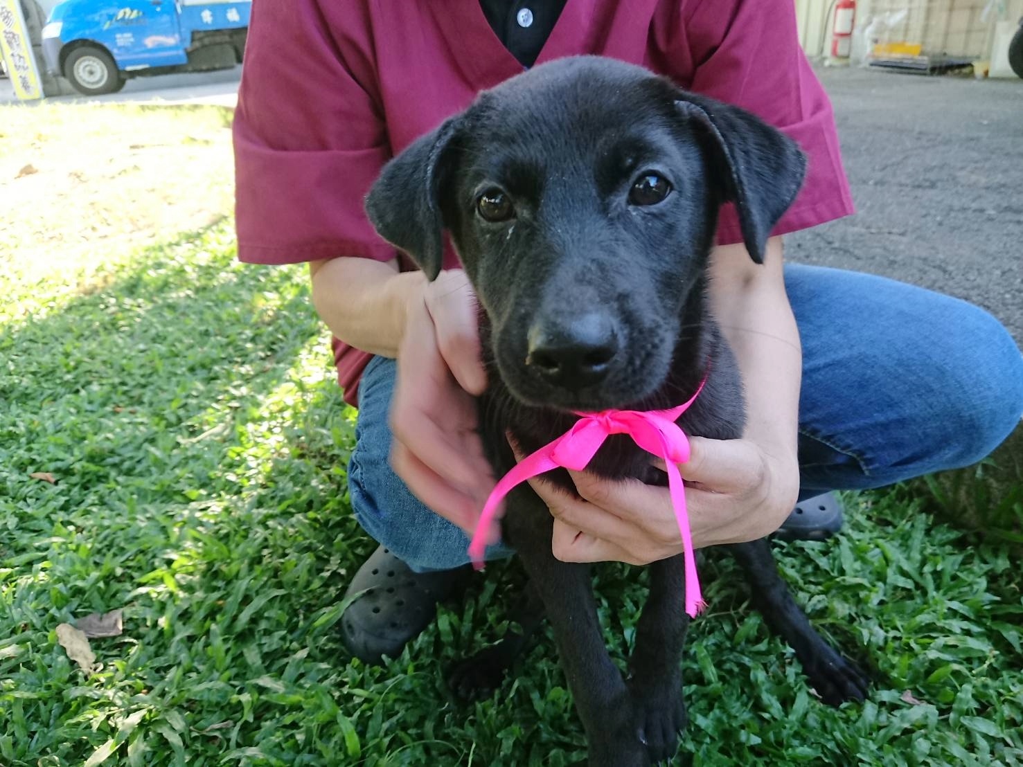 新北犬貓絕育補助延長受理至11月28日 飼主把握機會替毛寶貝健康加分 圖片集錦，共 5 張