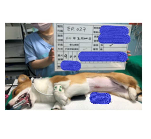 寵物絕育術後照片示意圖.png