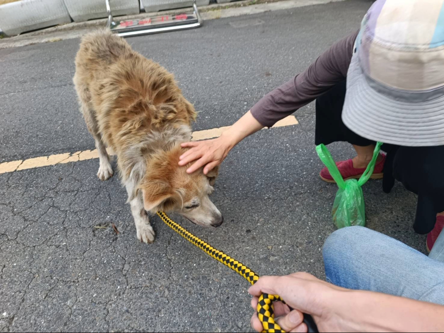腳潰爛見骨仍堅強求生　林口「大黃弟」脫離流浪重獲幸福 圖片集錦，共 7 張
