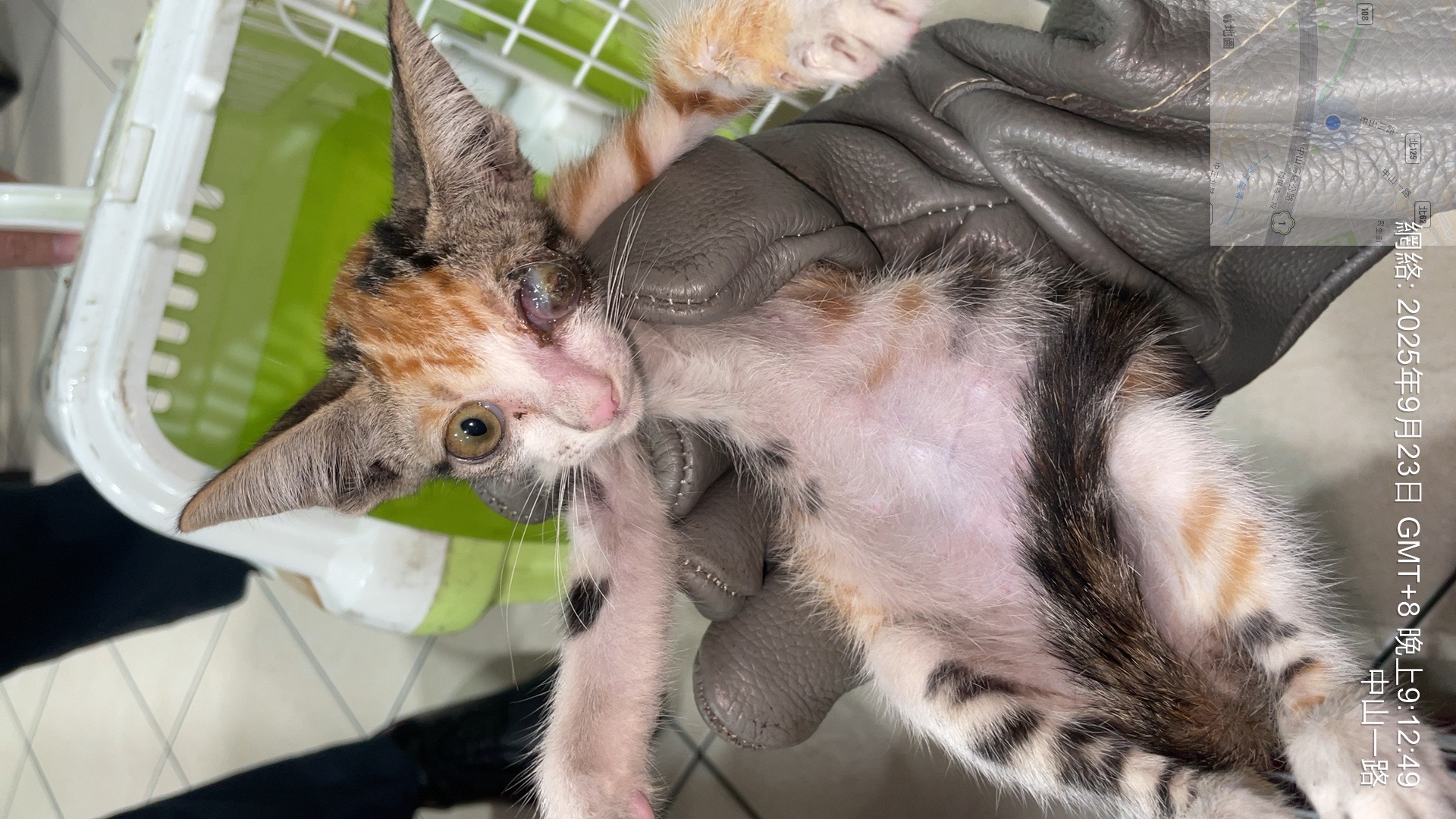 小三花幼貓左眼重傷搶救成功　小生命恢復活力、準備迎接幸福新家 圖片集錦，共 7 張