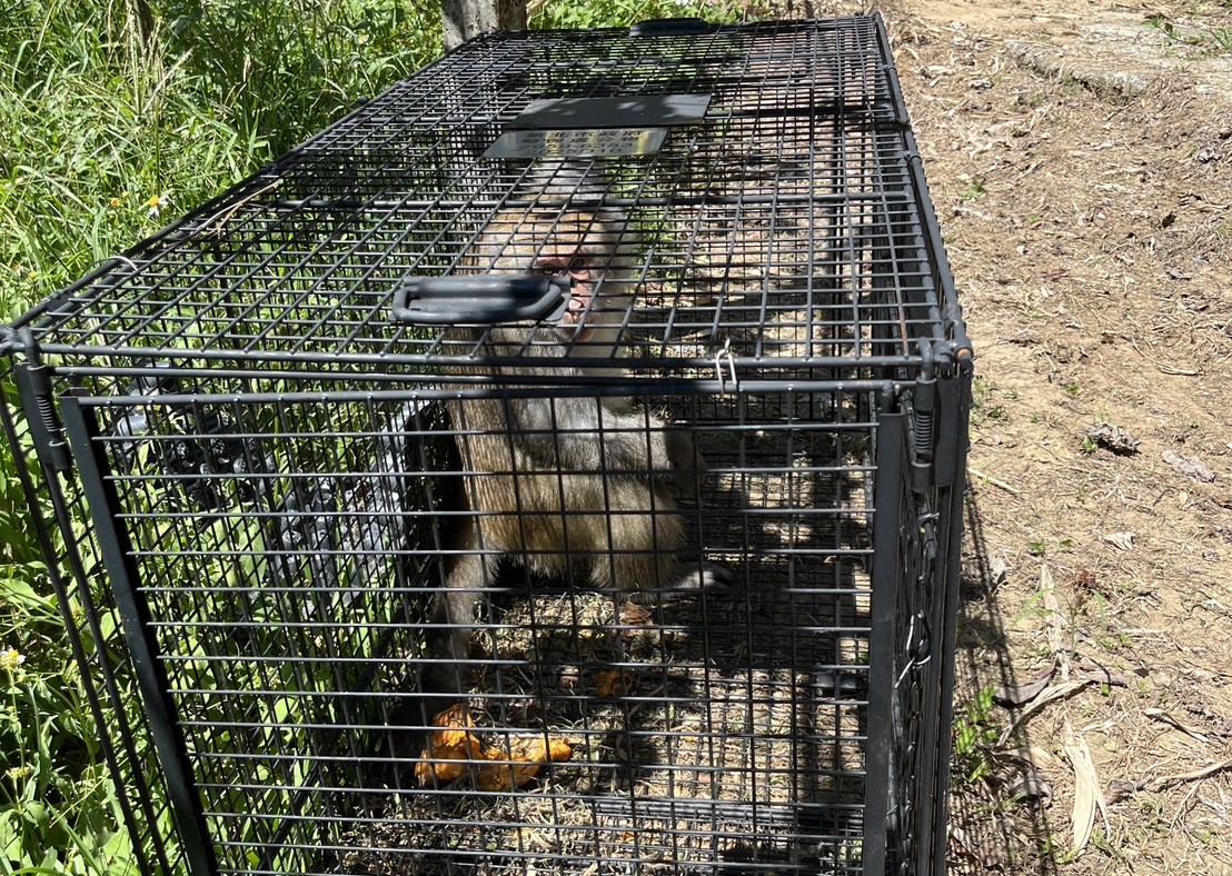 破壞農地獼猴被誘捕籠捕捉，帶去其他區域野放 (2).jpg