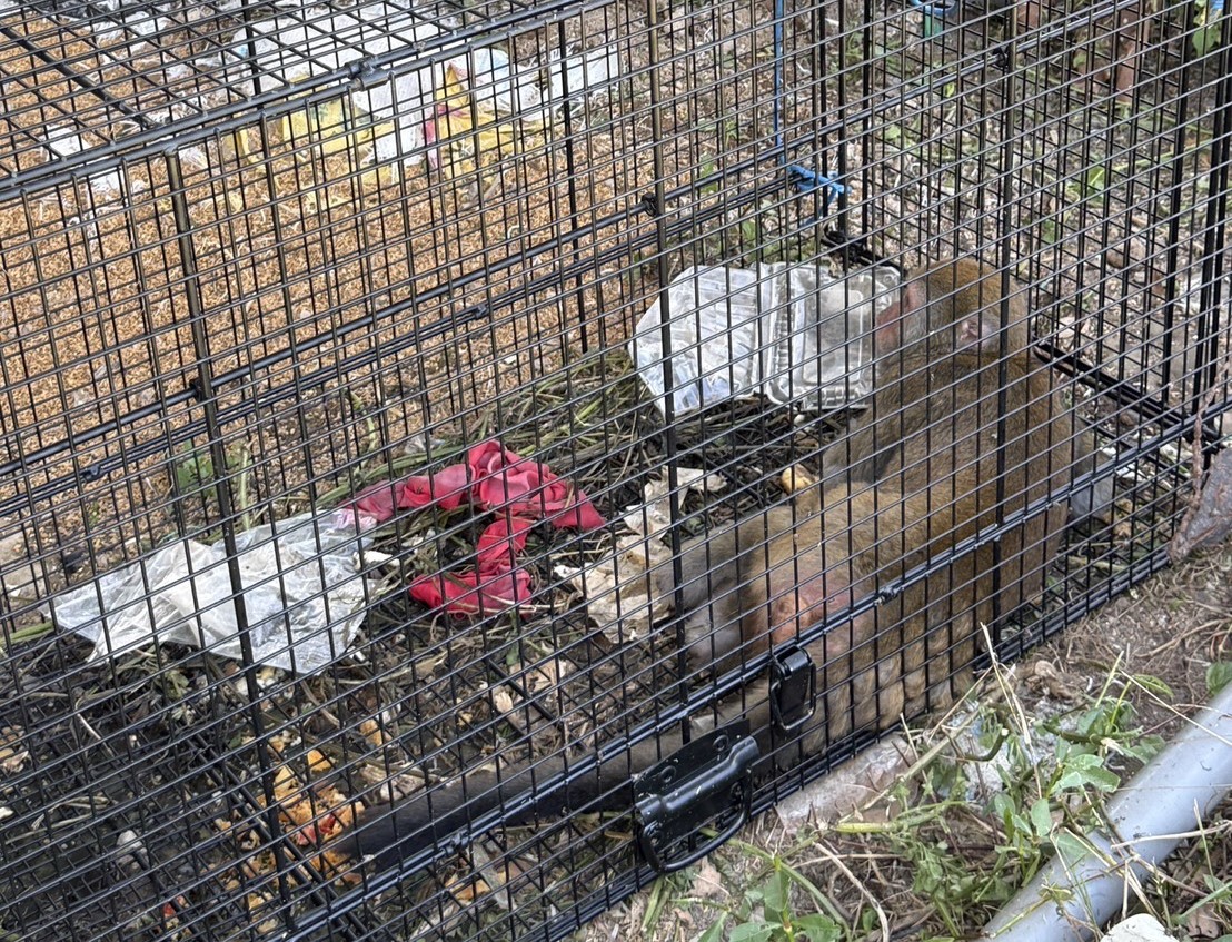 破壞農地獼猴被誘捕籠捕捉，帶去其他區域野放.jpg