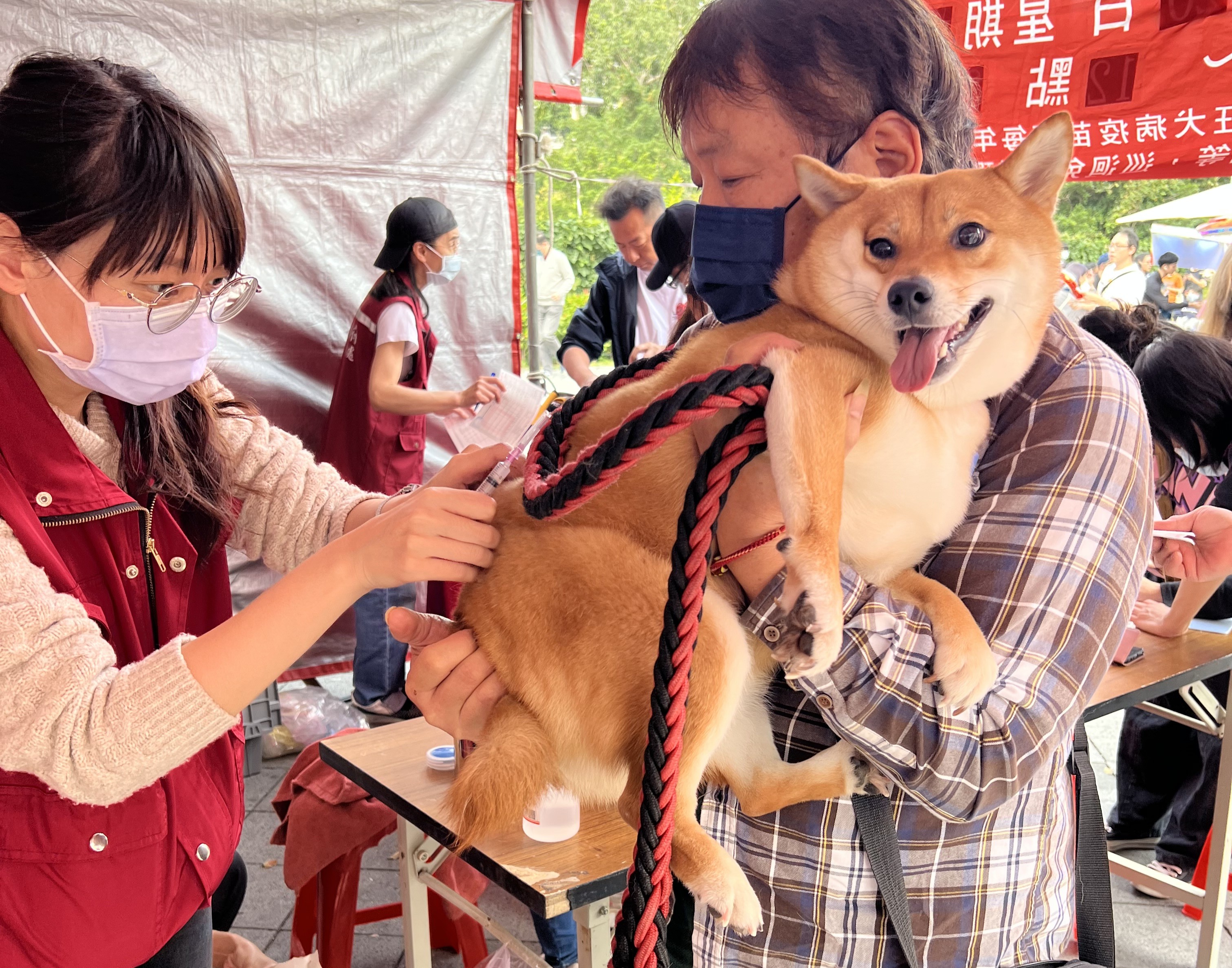 世界強化免疫日 新北動保處獸醫3招保健康  圖片集錦，共 7 張