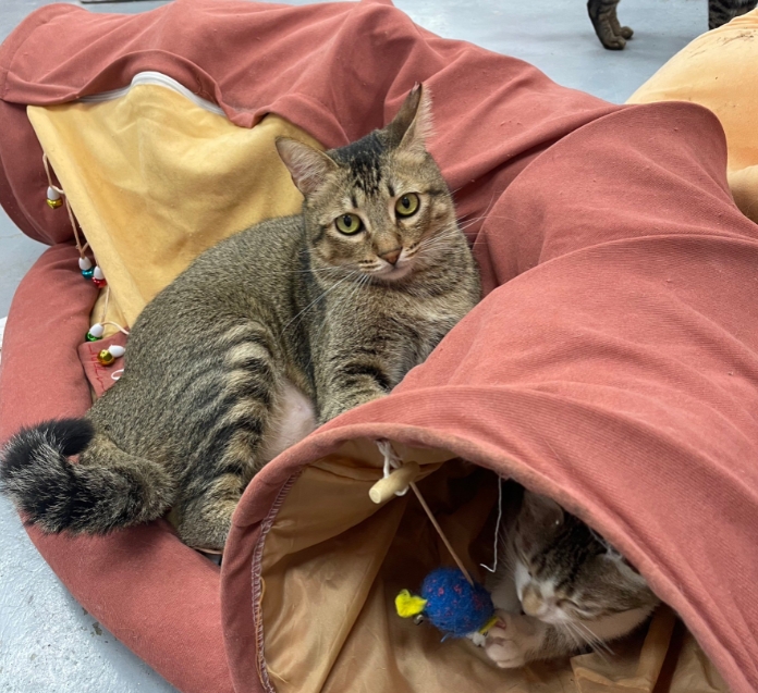 八里貓咪專屬限定 新北動保打造精美喵喵屋  圖片集錦，共 6 張