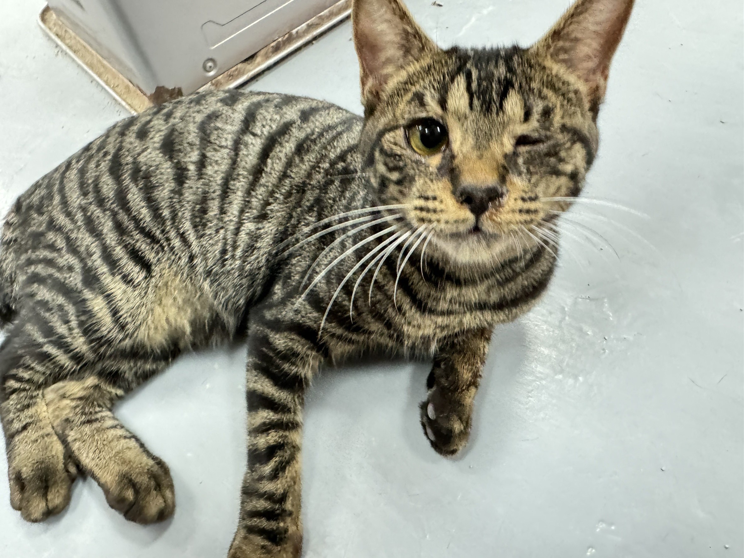 八里貓咪專屬限定 新北動保打造精美喵喵屋 圖片集錦，共 6 張