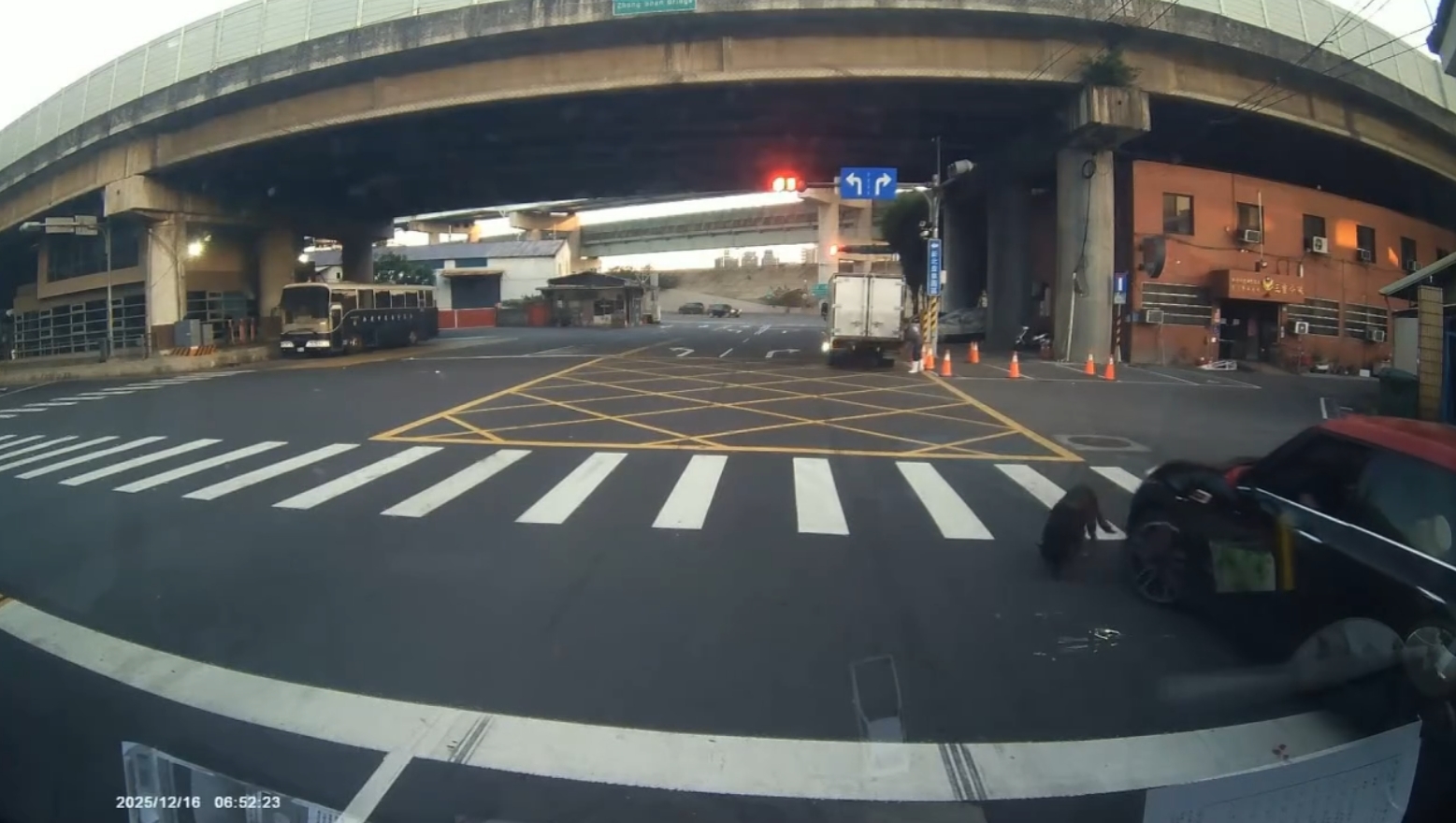 三重工廠犬慘遭車輛輾壓幸運僅受皮肉傷 新北動保處開罰車主及飼主不當行為 圖片集錦，共 7 張